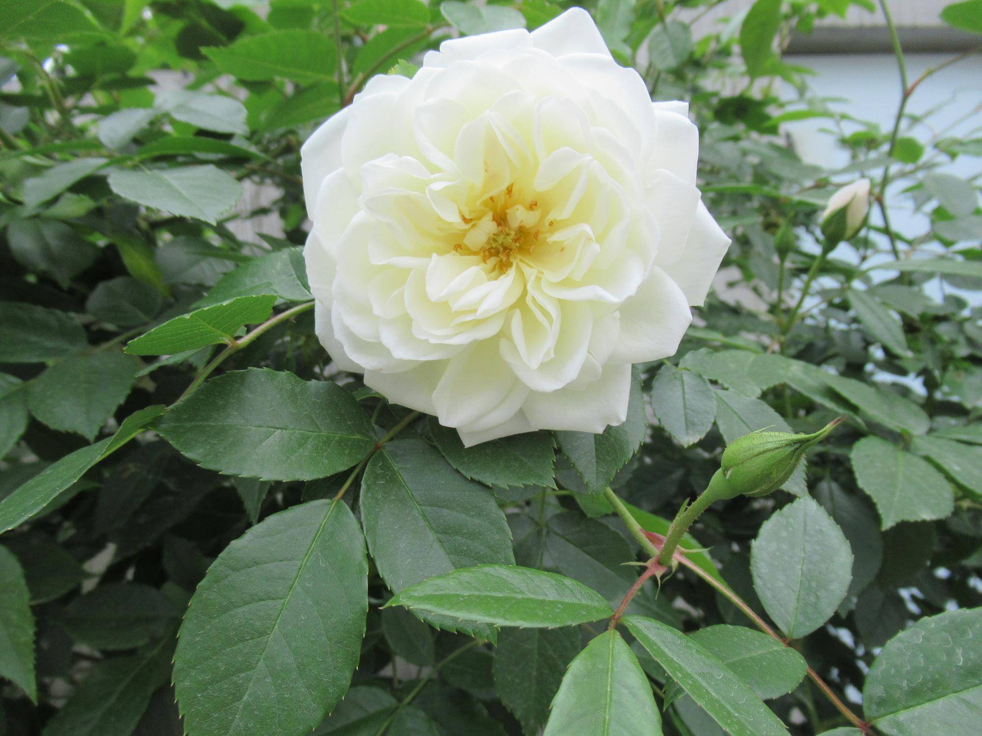 0429【ベーリック】 アイスバーグ.JPG