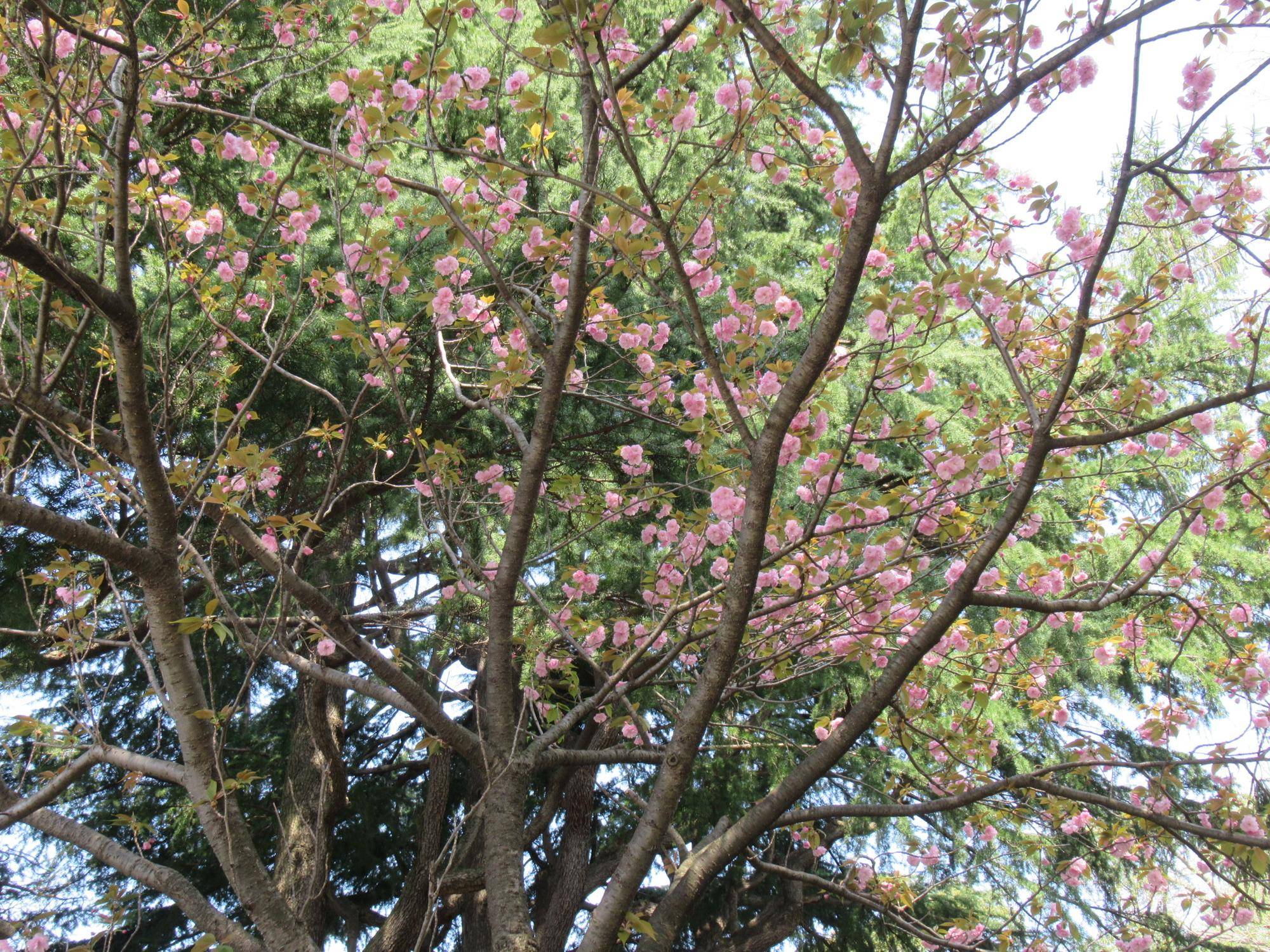 0412【ベーリック】ヤエザクラ (2).JPG