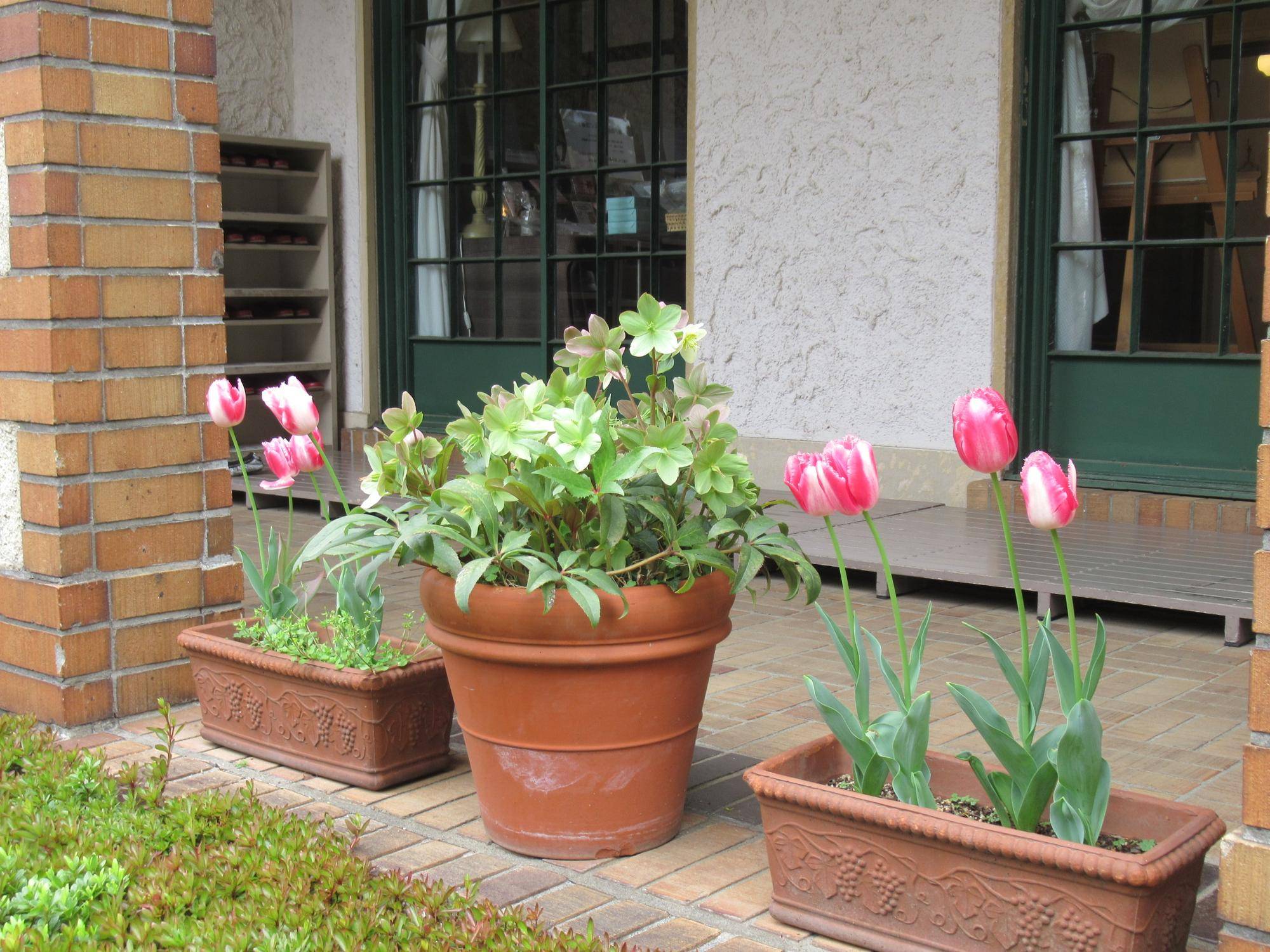 0411【ベーリック】 ラバーズタウンとクリスマスローズ (1).JPG