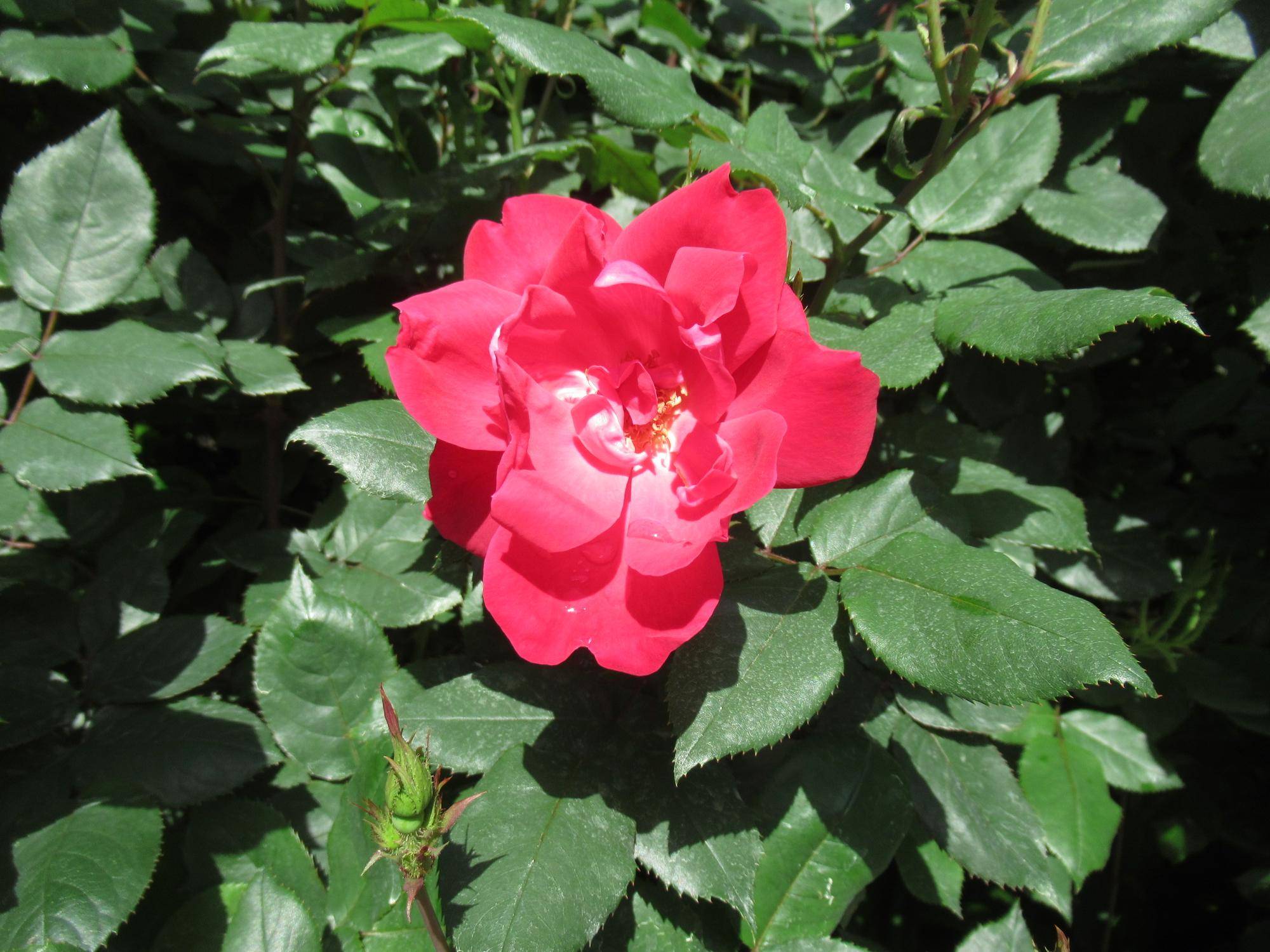 0429【ベーリック】 ノックアウト.JPG