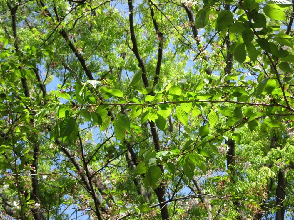 0414 234 ④ 葉桜⑶.JPG