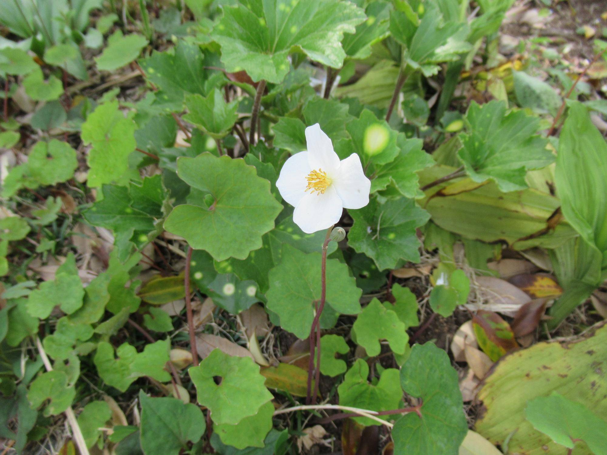 0422 【ベーリック】シラユキゲシ.JPG