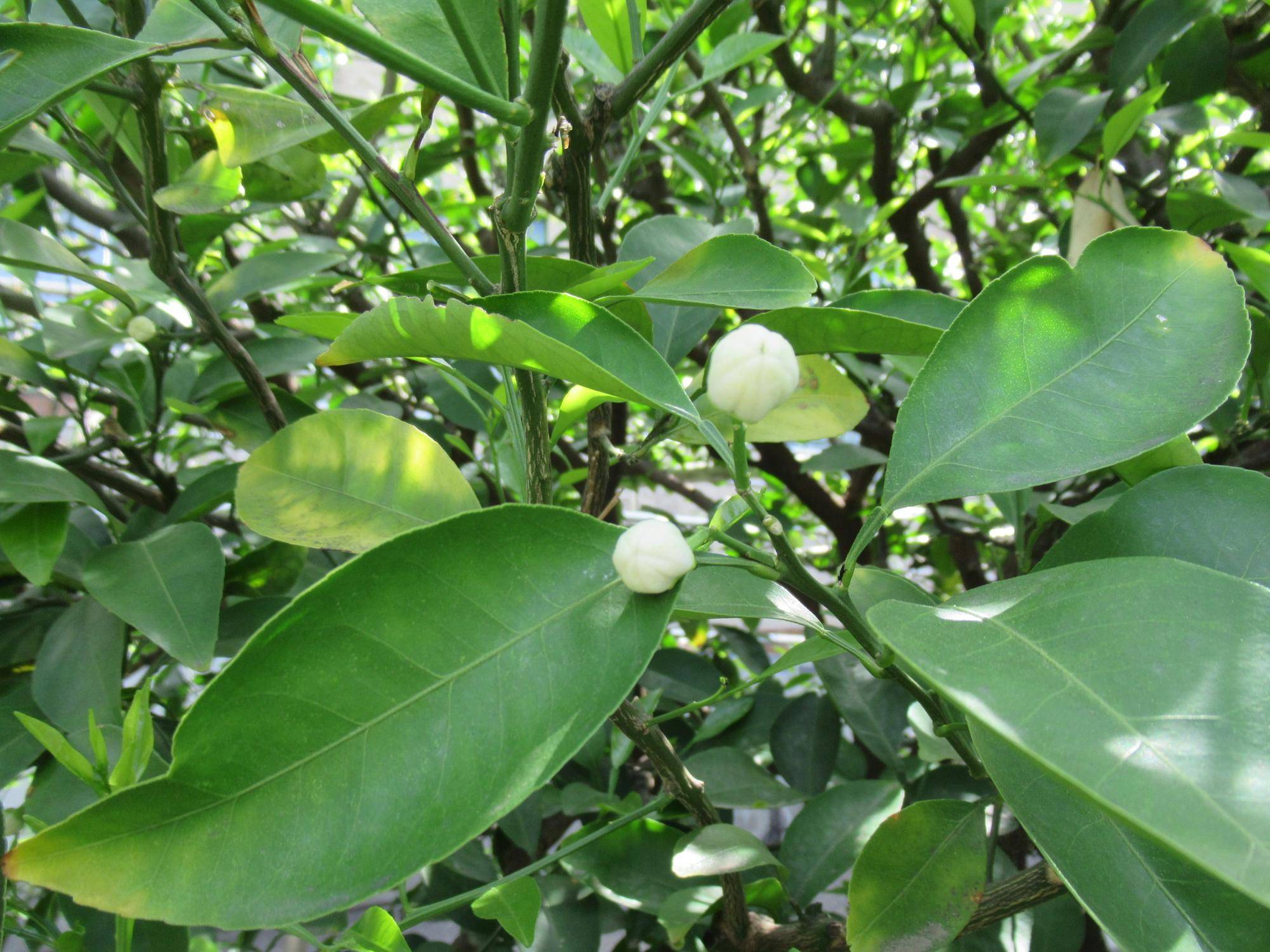 0422 【ベーリック】ナツミカン.JPG