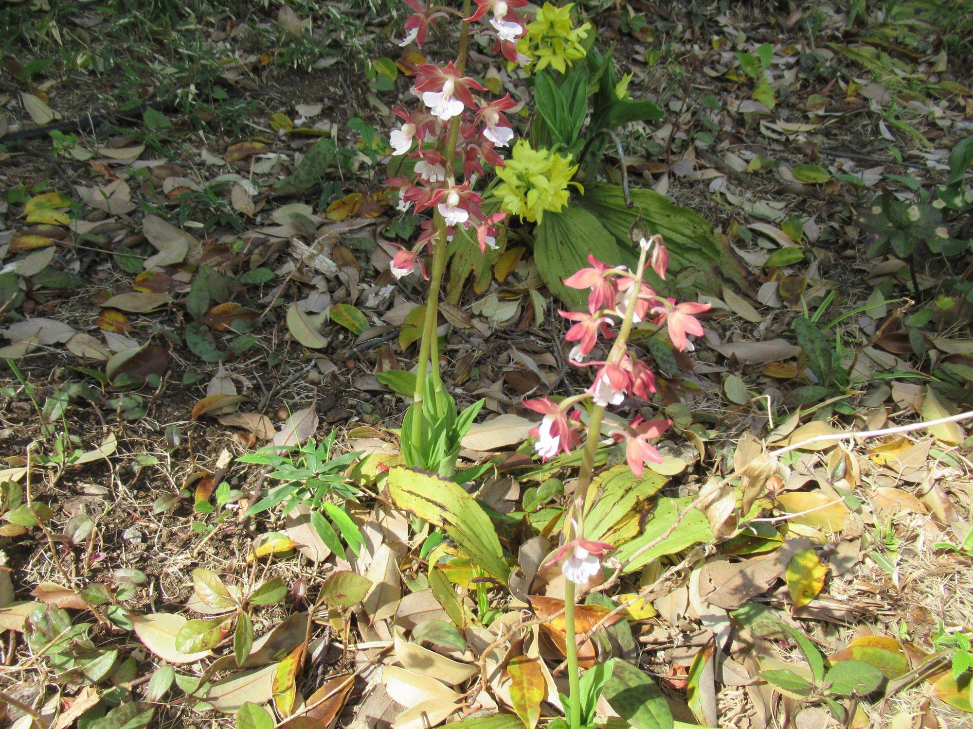 0422 【ベーリック】エビネ.JPG