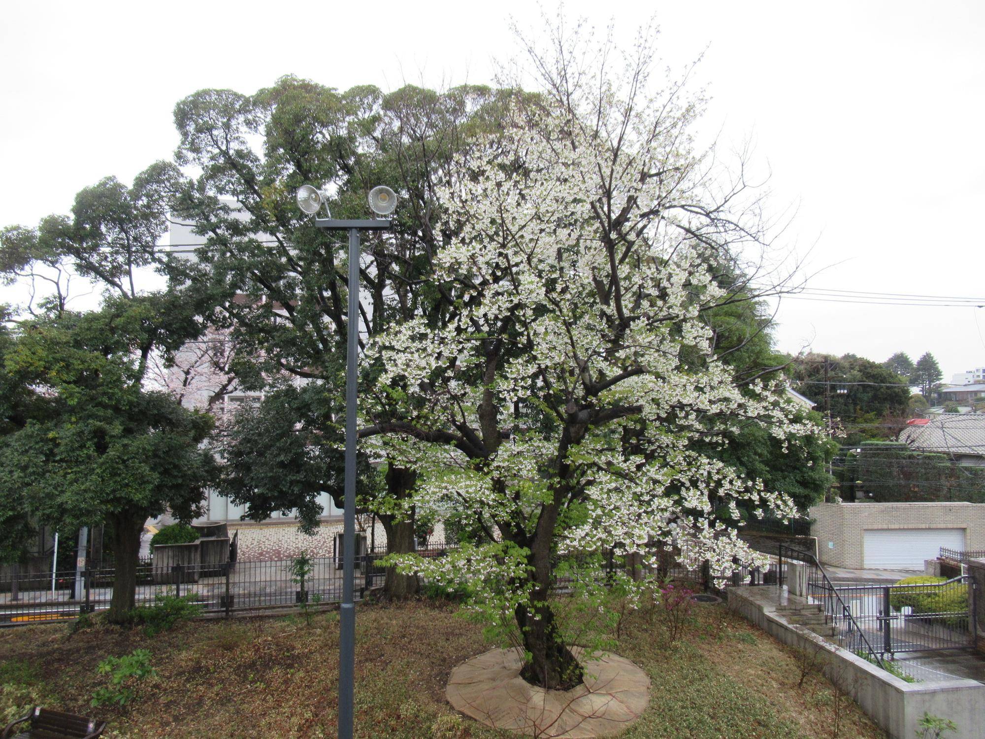 0403【ベーリック】オオシマザクラ (1).JPG