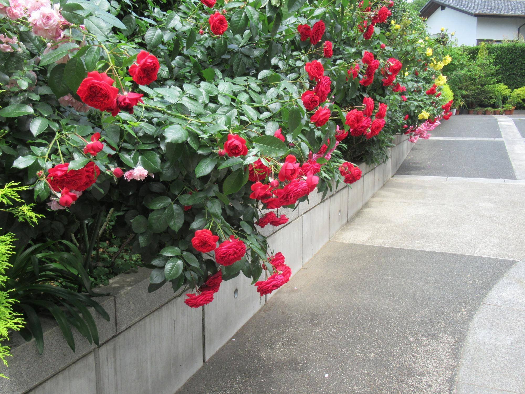 0523 【ベーリック】 地植えのバラ.JPG