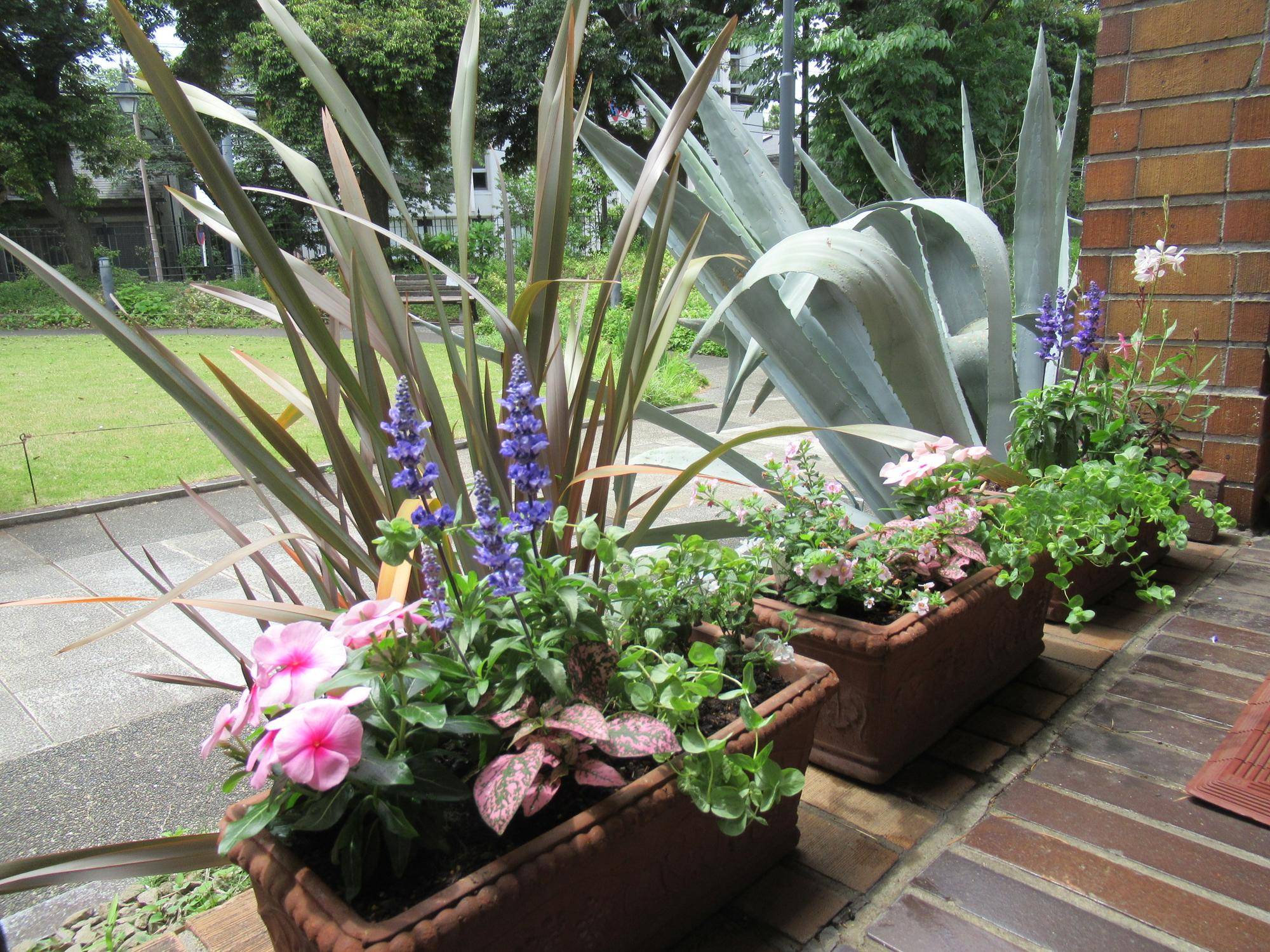 0523 【ベーリック】 花苗植替え (3).JPG