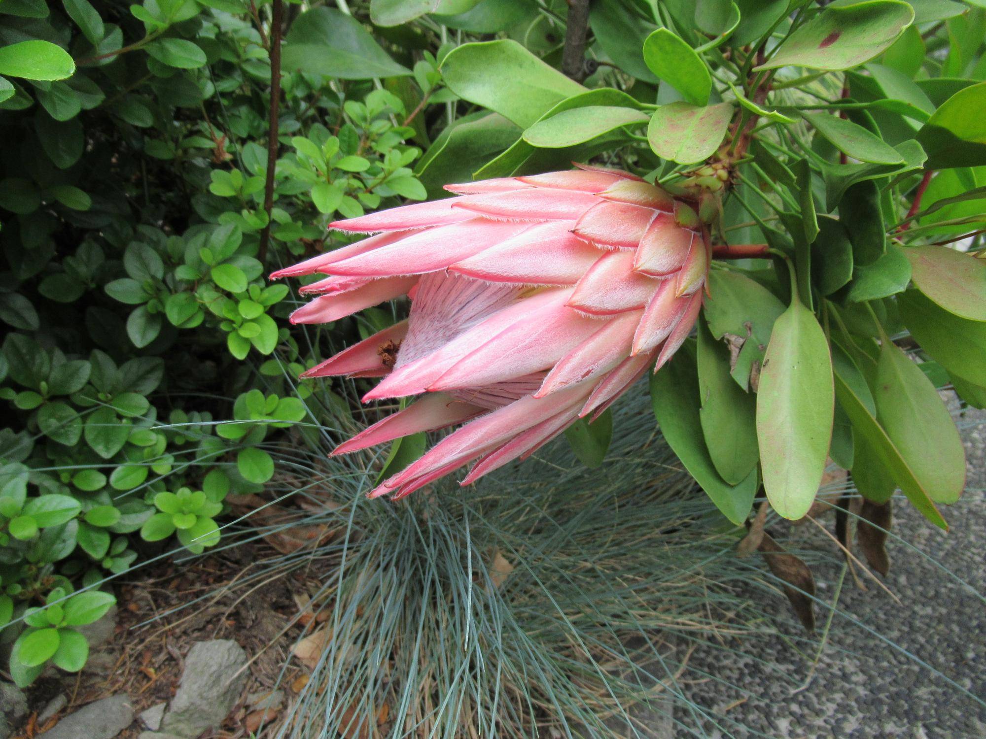 0523 【ベーリック】 キングプロテア３輪目.JPG