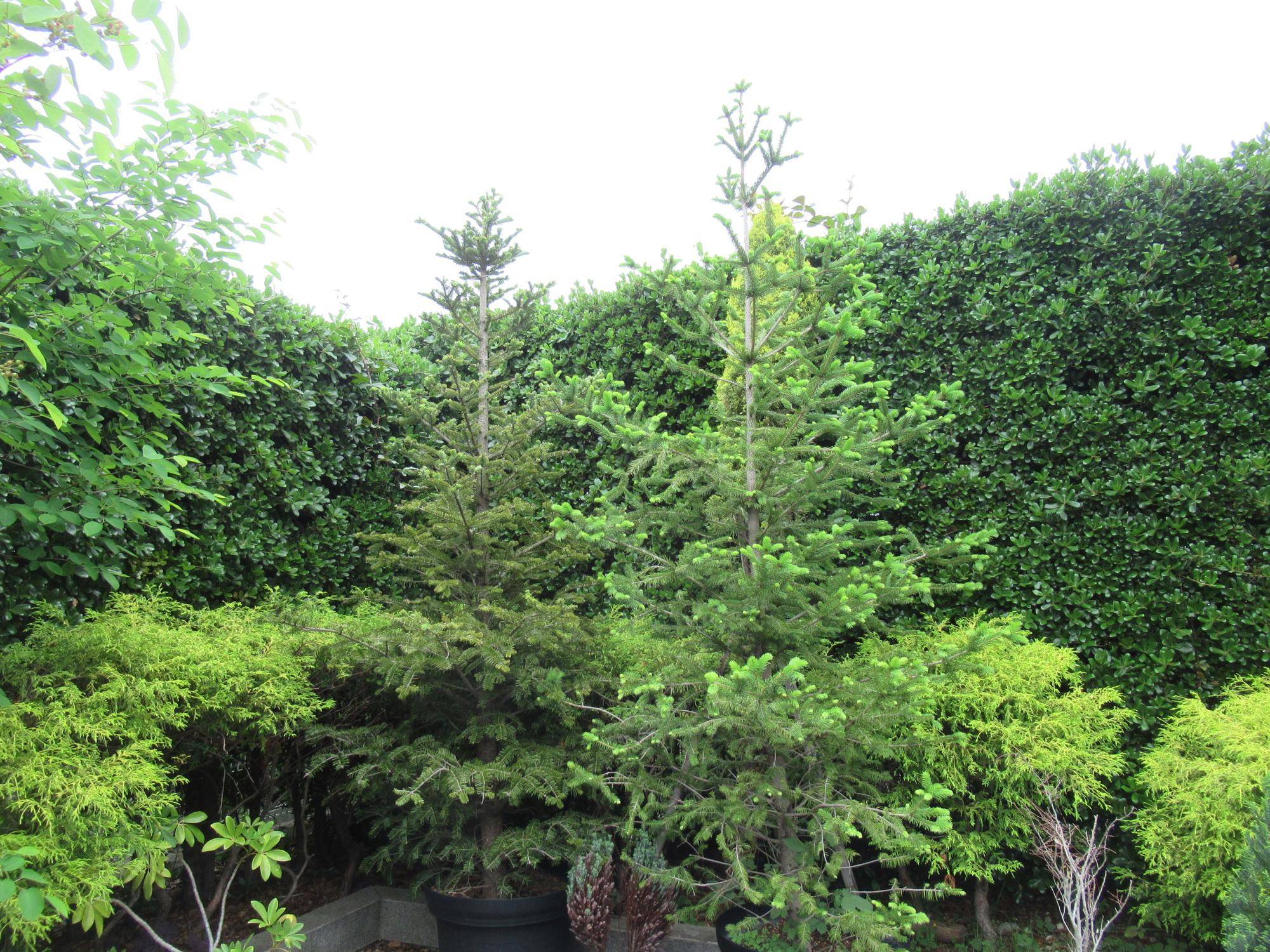 0519 モミノキ.JPG