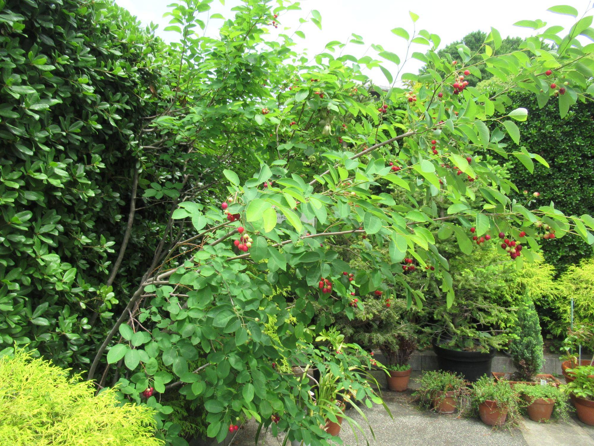 0523 【ベーリック】 ジューンベリー.JPG