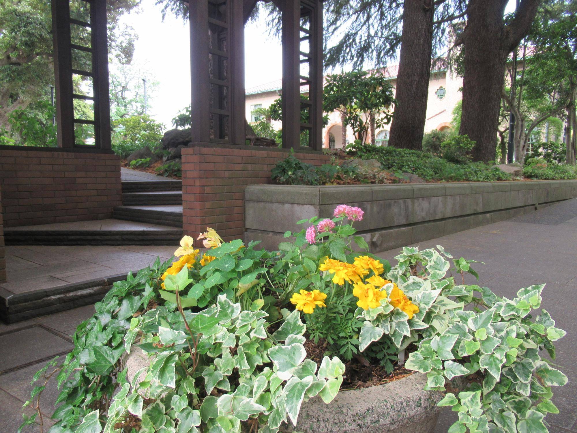 0523 【ベーリック】 花苗植替え (2).JPG