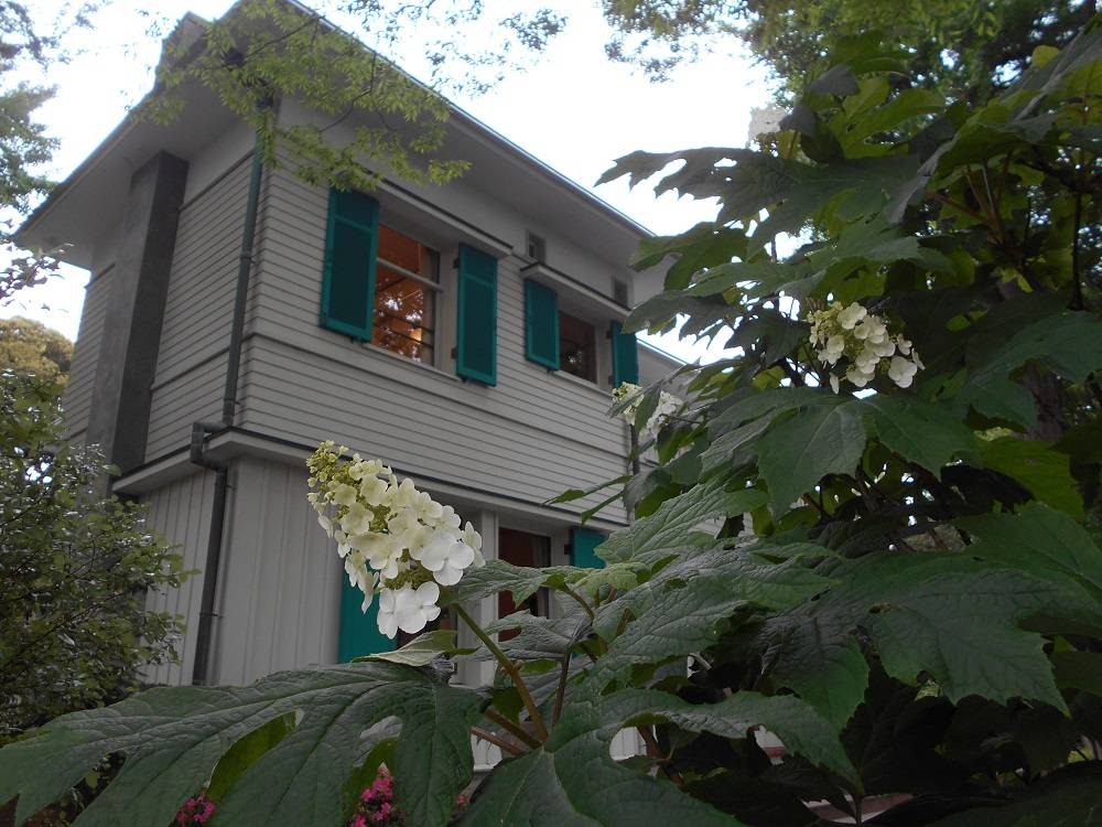 【エリスマン邸】アジサイ (2).jpg