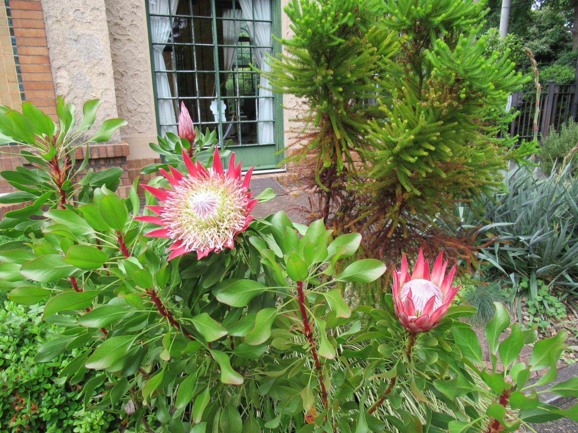 0519 キングプロテア.JPG