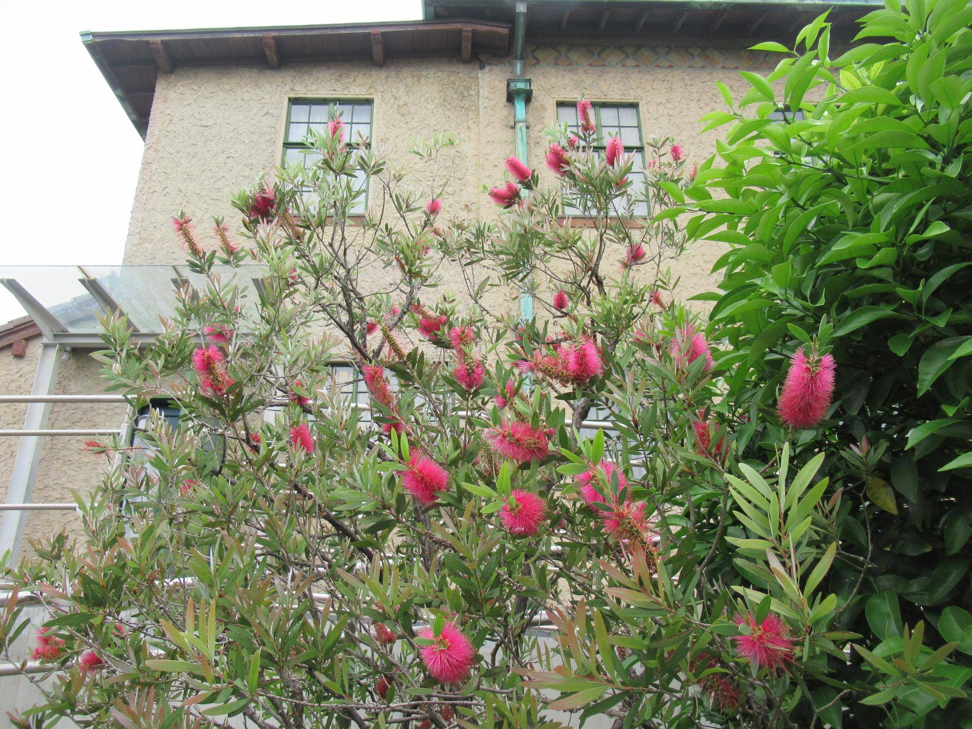 0519 ブラシノキ.JPG