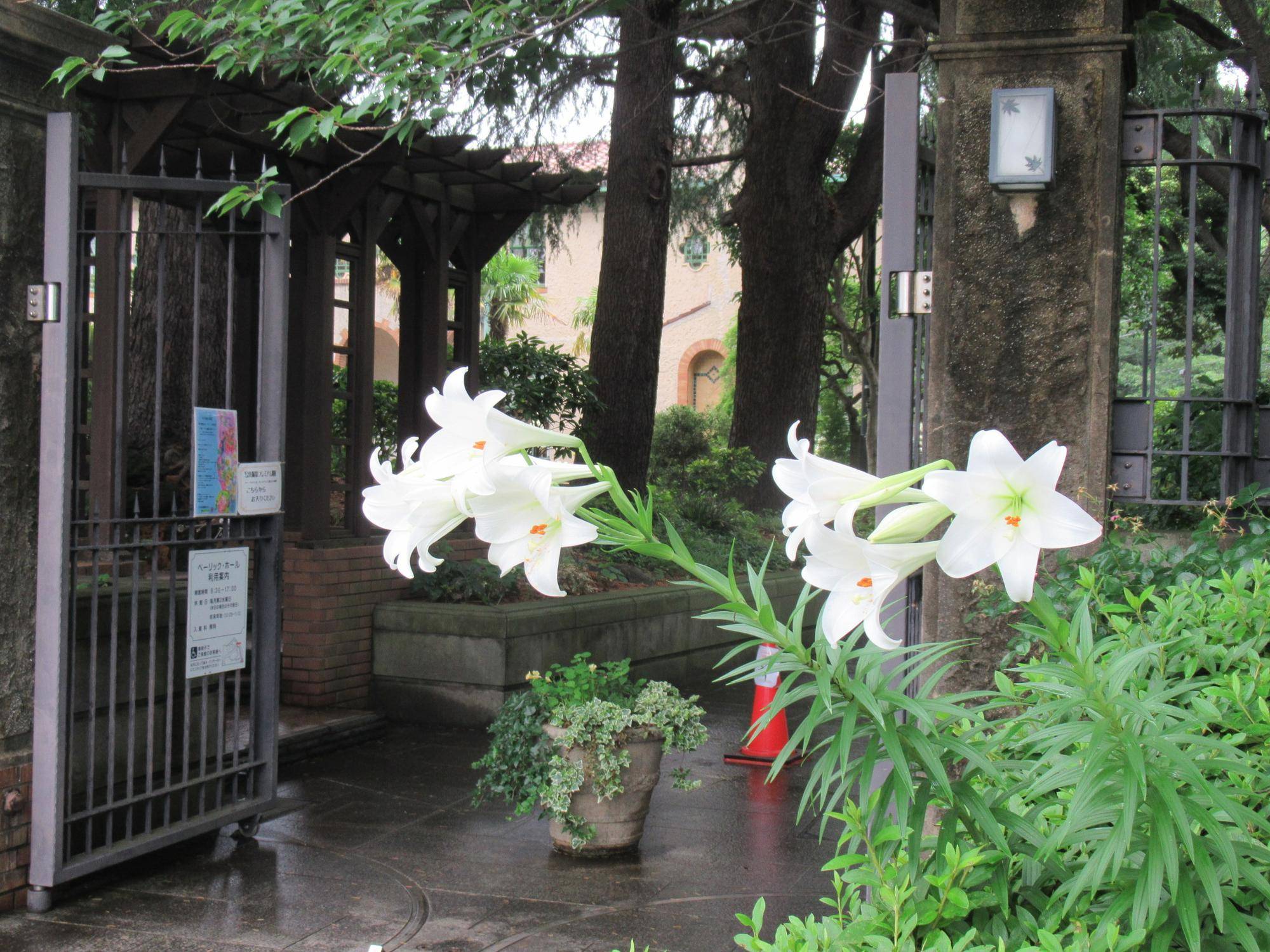 0611【ベーリック】 ユリ (1).JPG