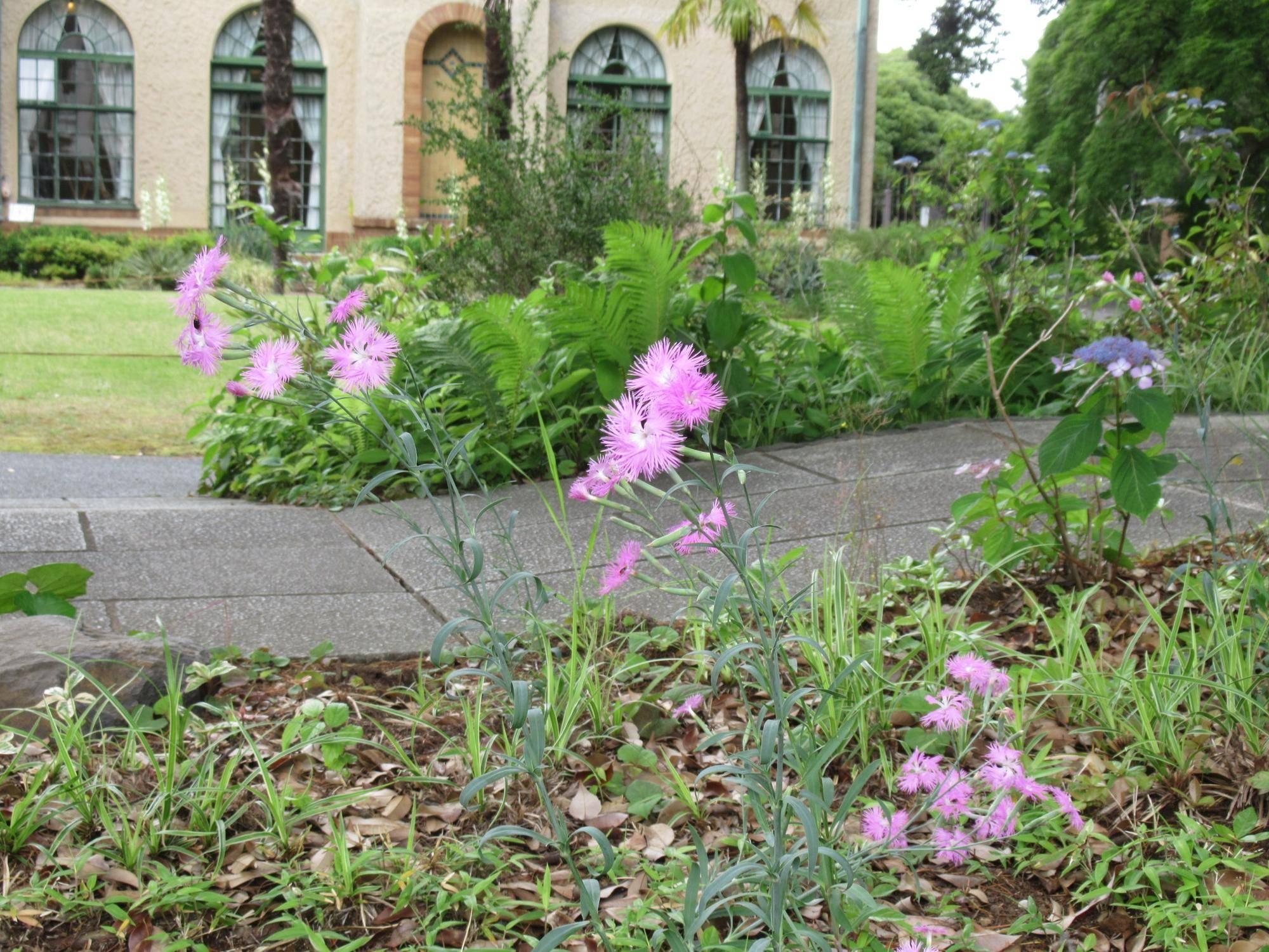 0602【ベーリック】 カワラナデシコ.JPG