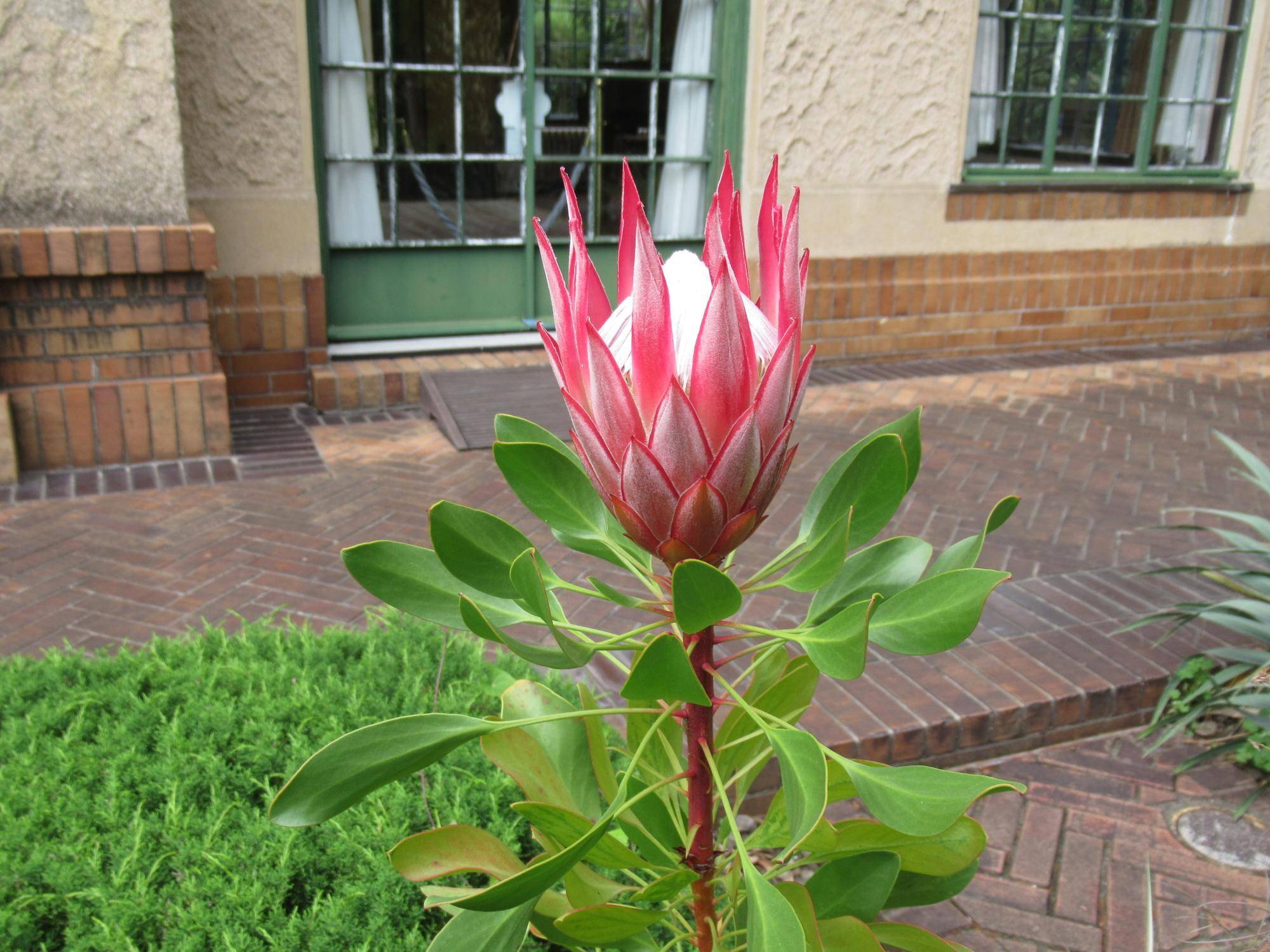 0602【ベーリック】 キングプロテア.JPG