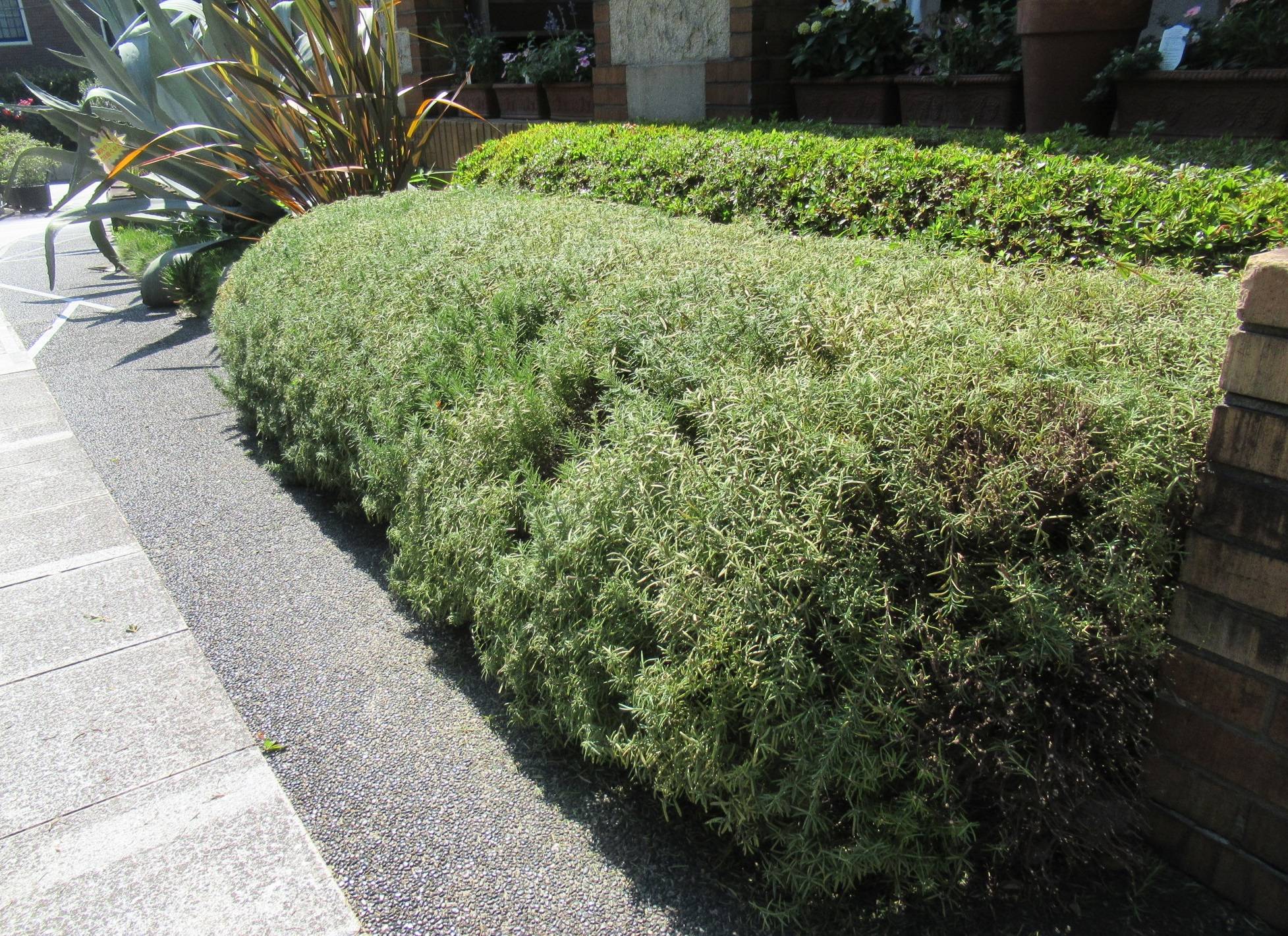 0617【ベーリック】ローズマリーの香り (2) - コピー.JPG