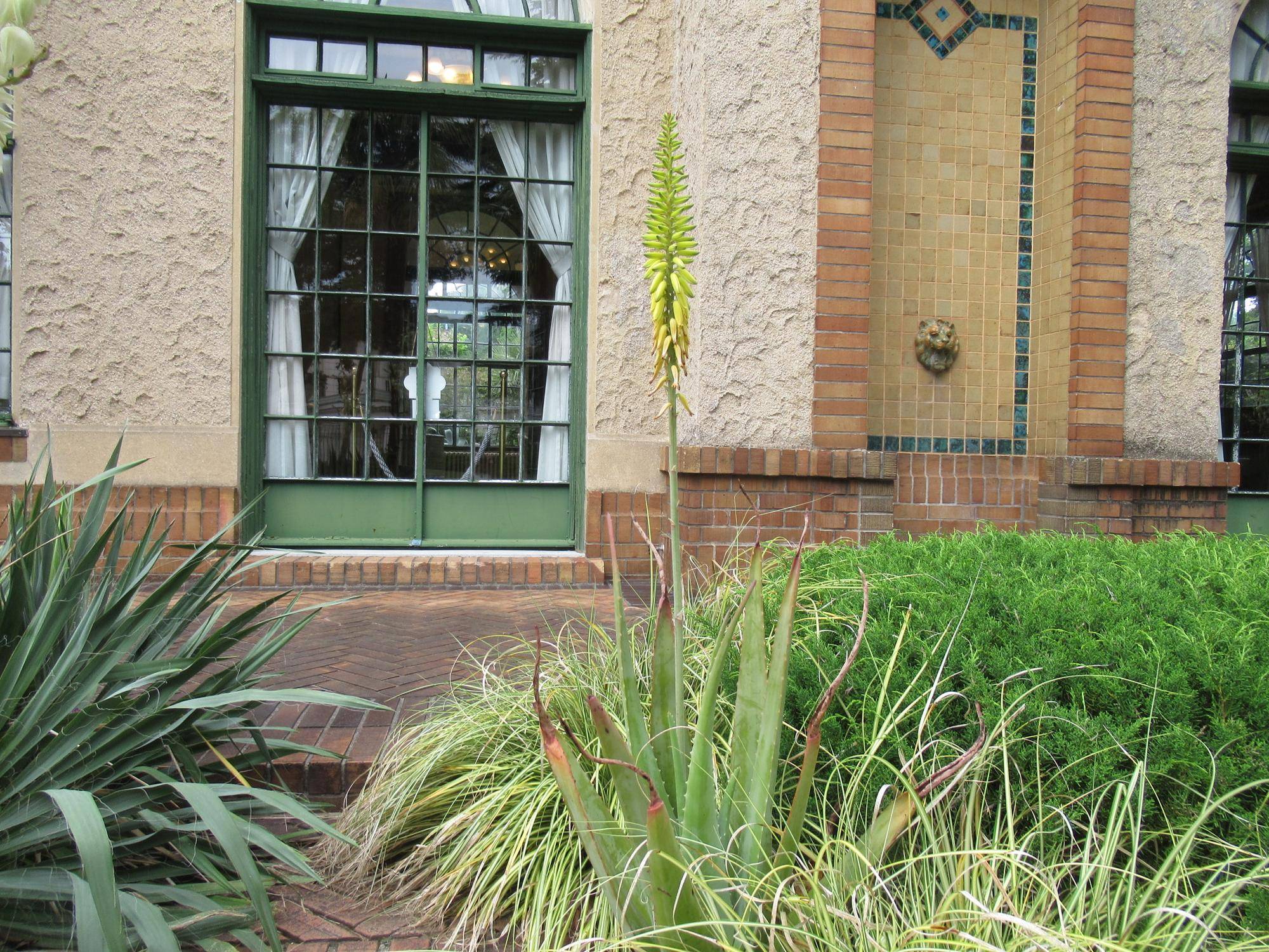 0602【ベーリック】 アロエベラ.JPG