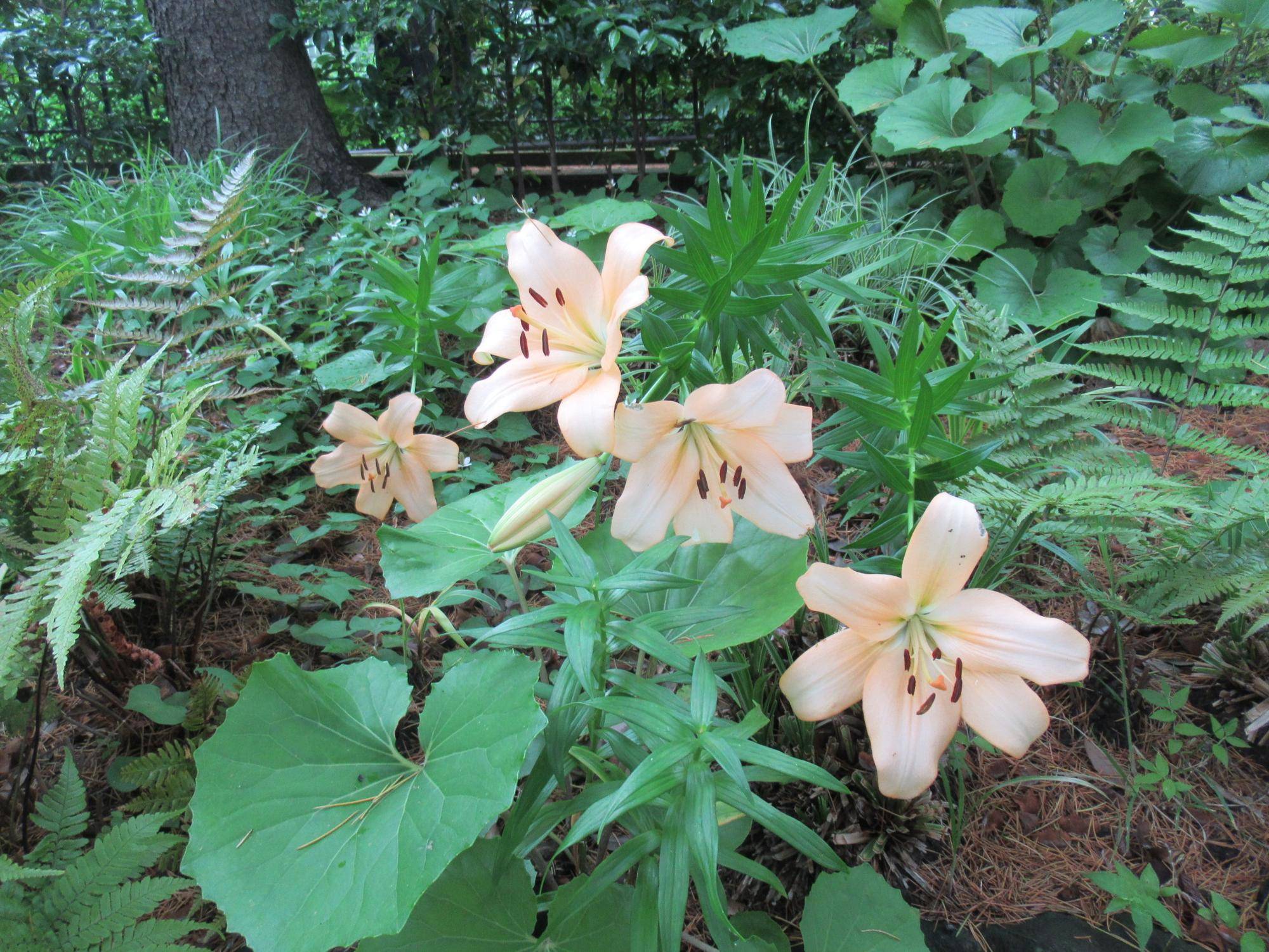 0611【ベーリック】 ユリ (2).JPG