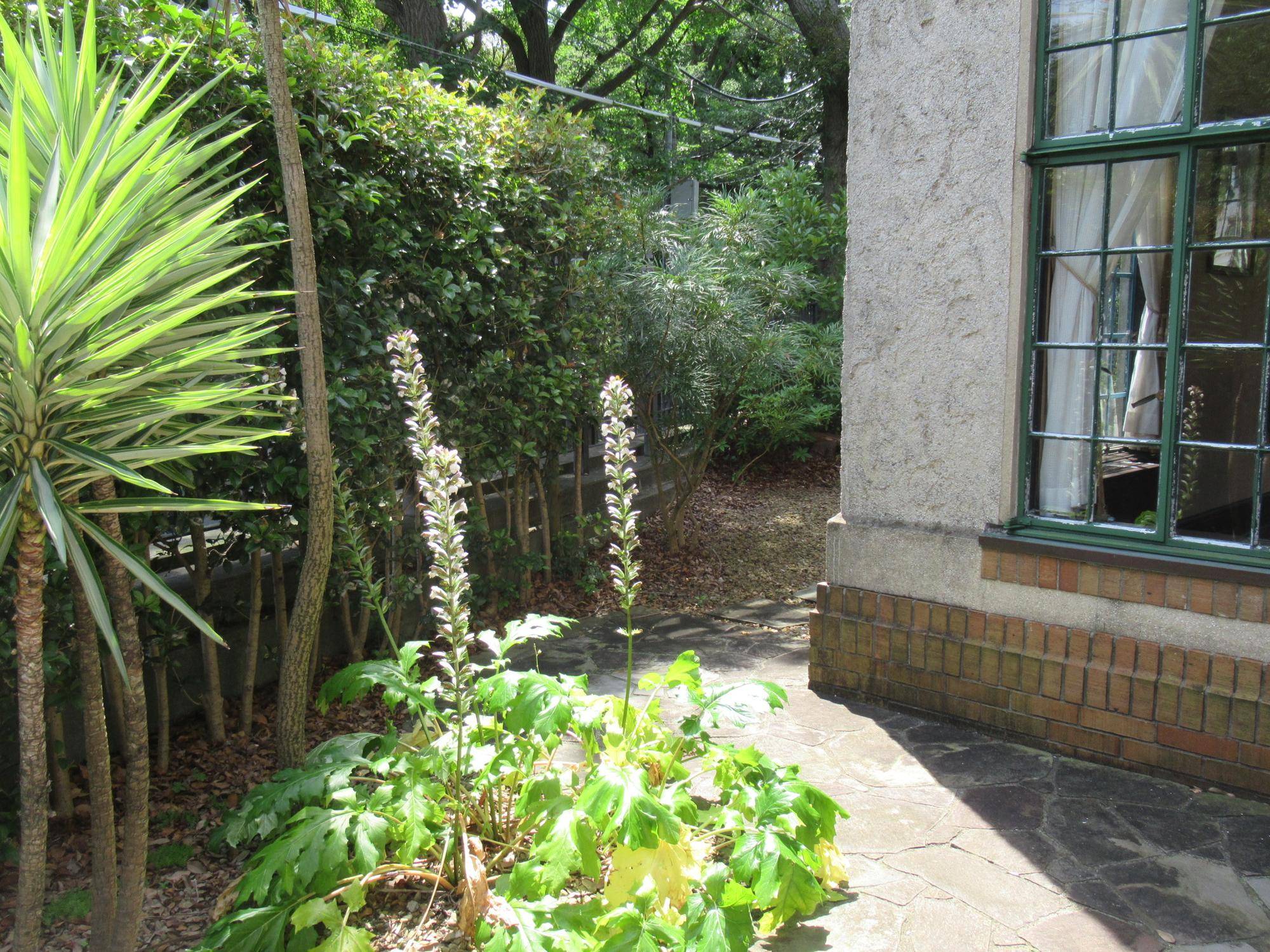 0628 【ベーリック】裏庭の様子(アカンサス).JPG