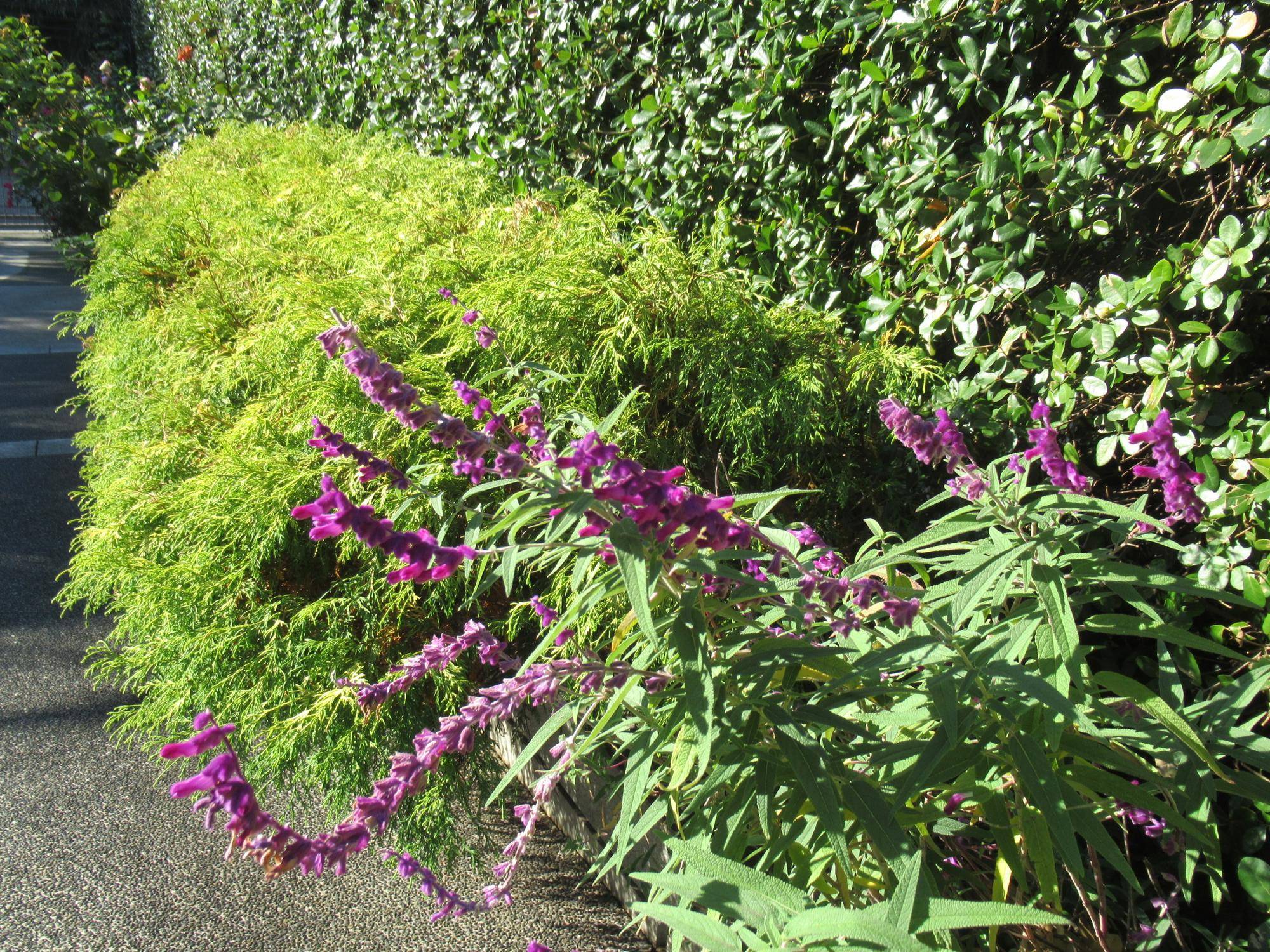 1114【ベーリック】 アメジストセージ.JPG