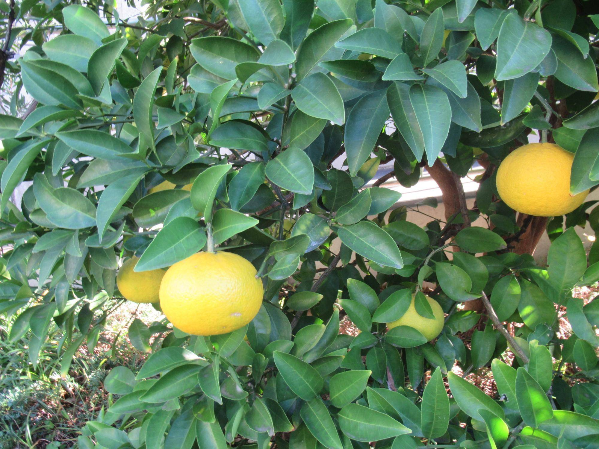 1114【ベーリック】 ナツミカン.JPG