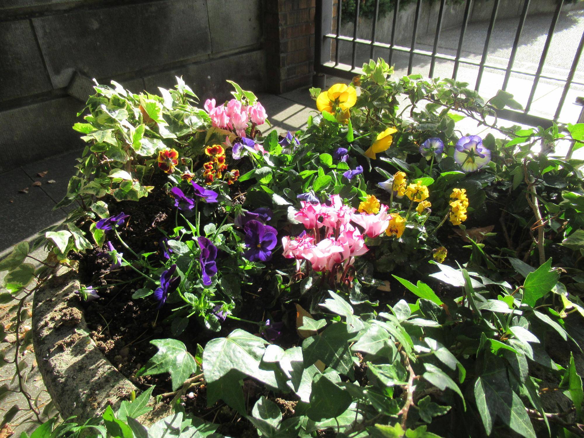 1129【ベーリック】 花苗の植替 (1).JPG