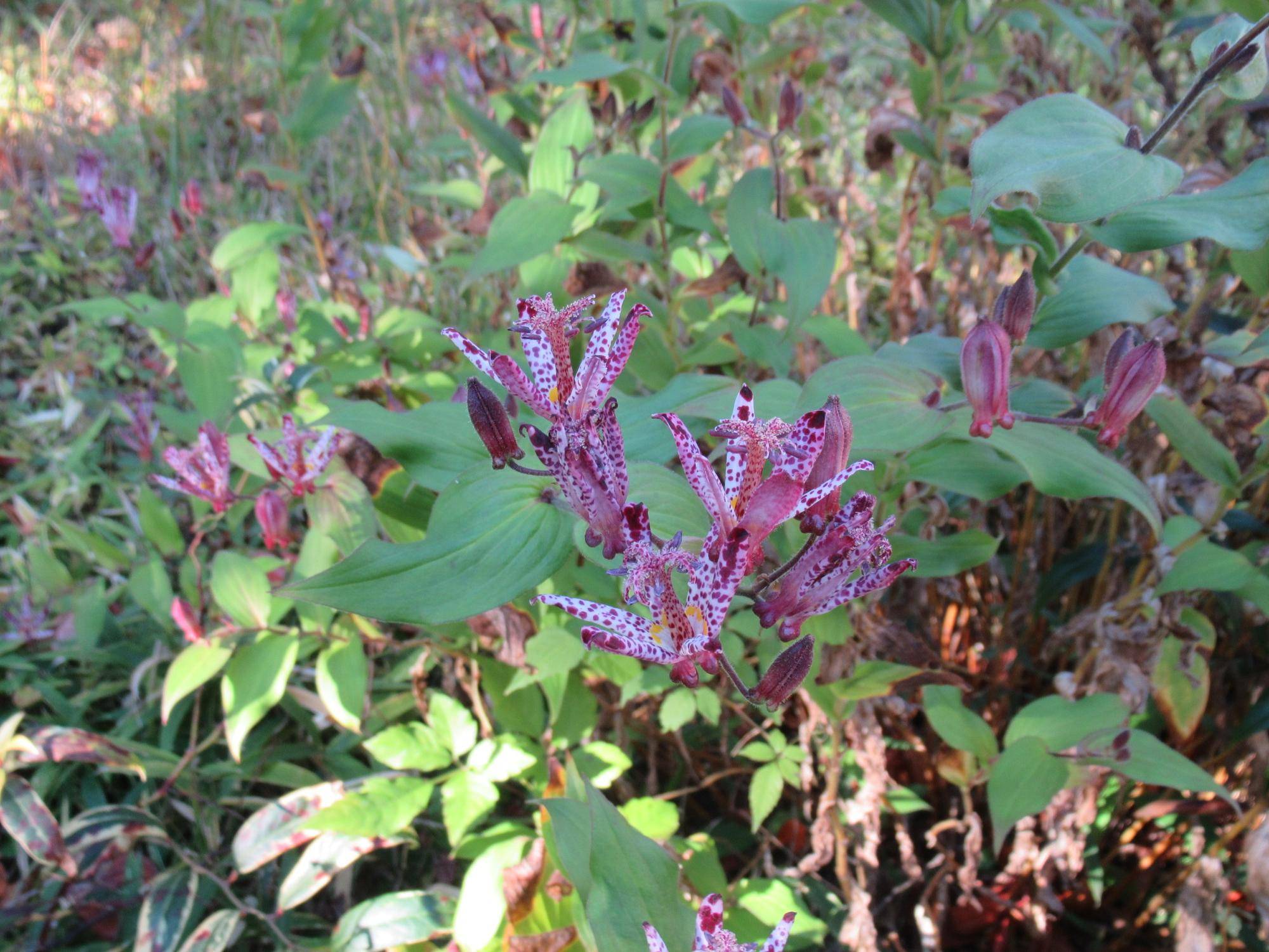 1114【ベーリック】 ホトトギス.JPG