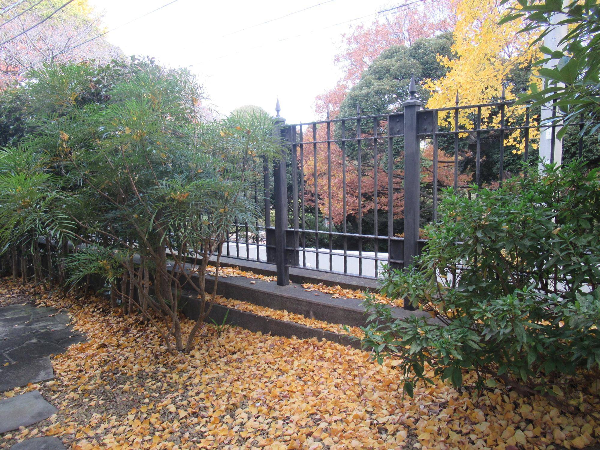 1129【ベーリック】 イチョウの葉.JPG