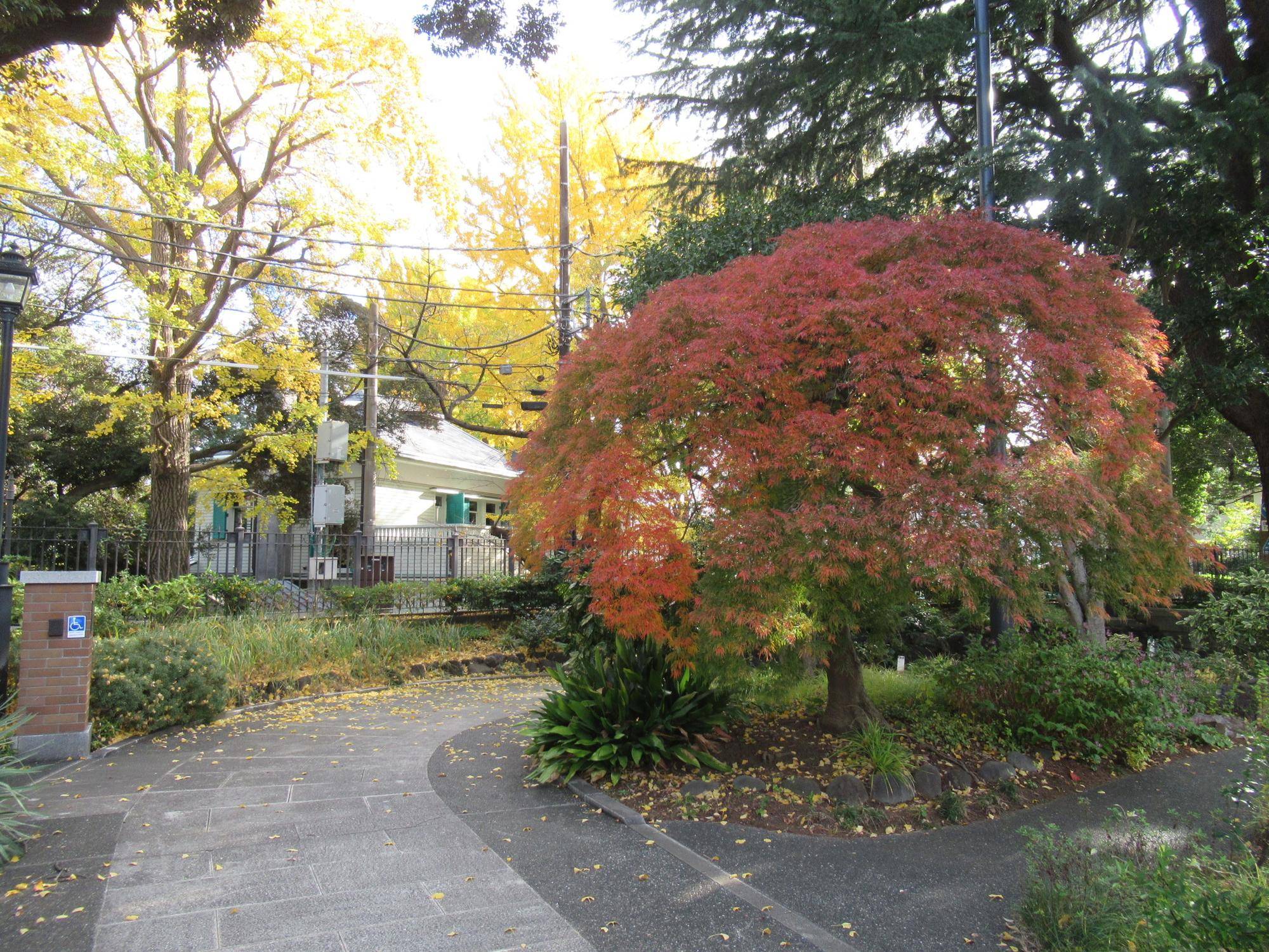 1129【ベーリック】 アオモミジ.JPG