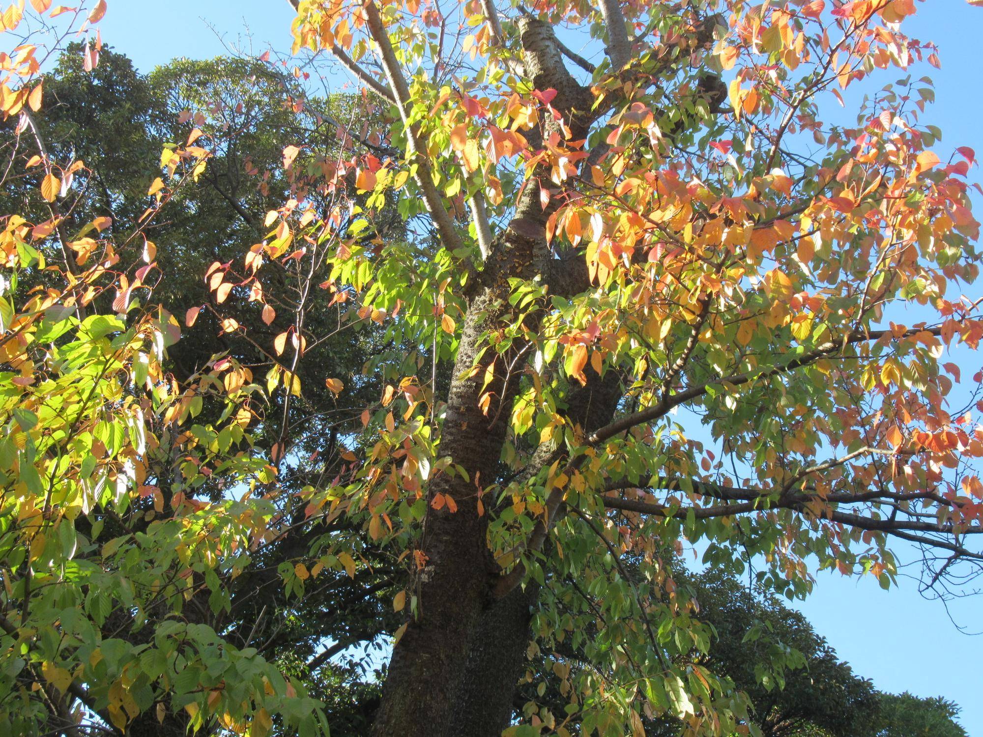 1114【ベーリック】 オオシマザクラ.JPG