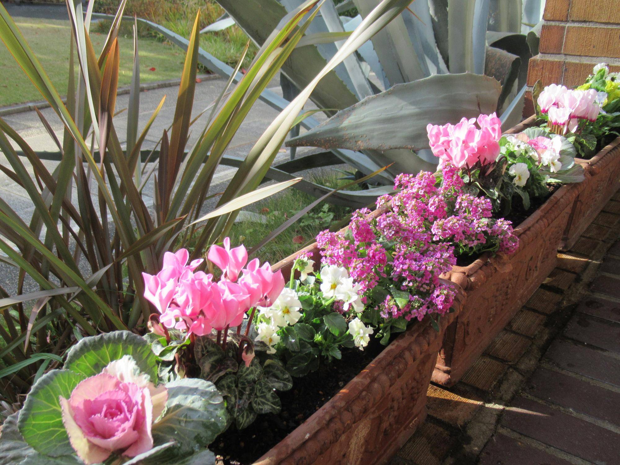 1129【ベーリック】 花苗の植替 (3).JPG