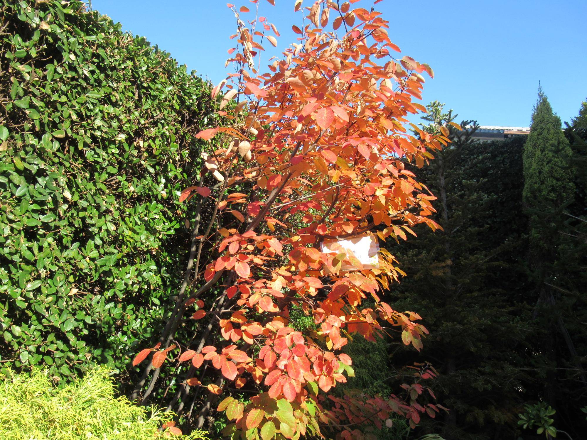 1114【ベーリック】 ジューンベリー.JPG