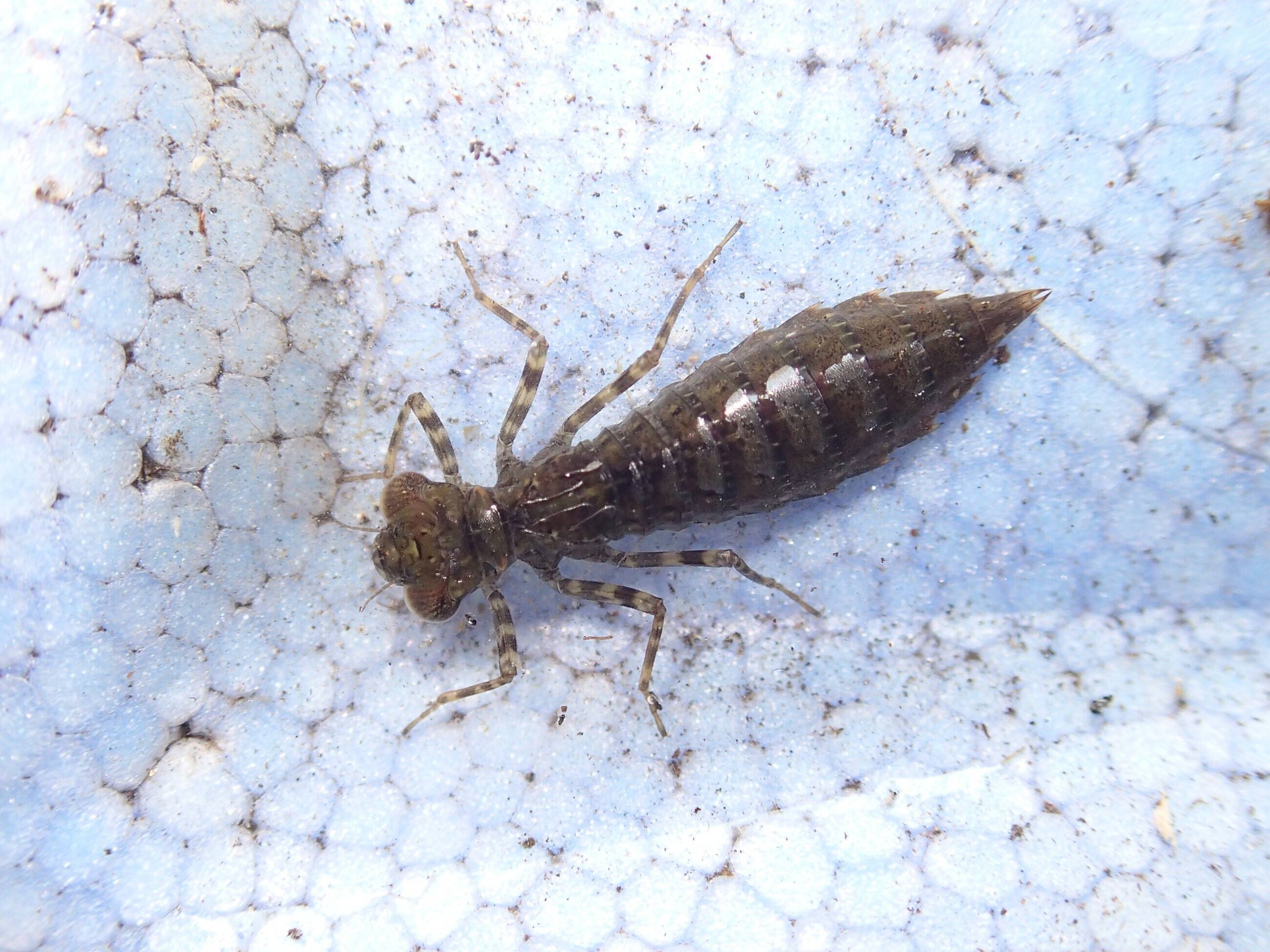 金沢自然公園で水の生き物を調査してみた 身近な自然といろんないきもの 金沢動物園公式サイト 公益財団法人 横浜市緑の協会
