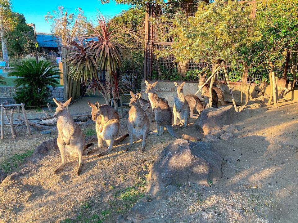 ④現在担当中のオオカンガルー。綺麗に整列しています(笑).jpg