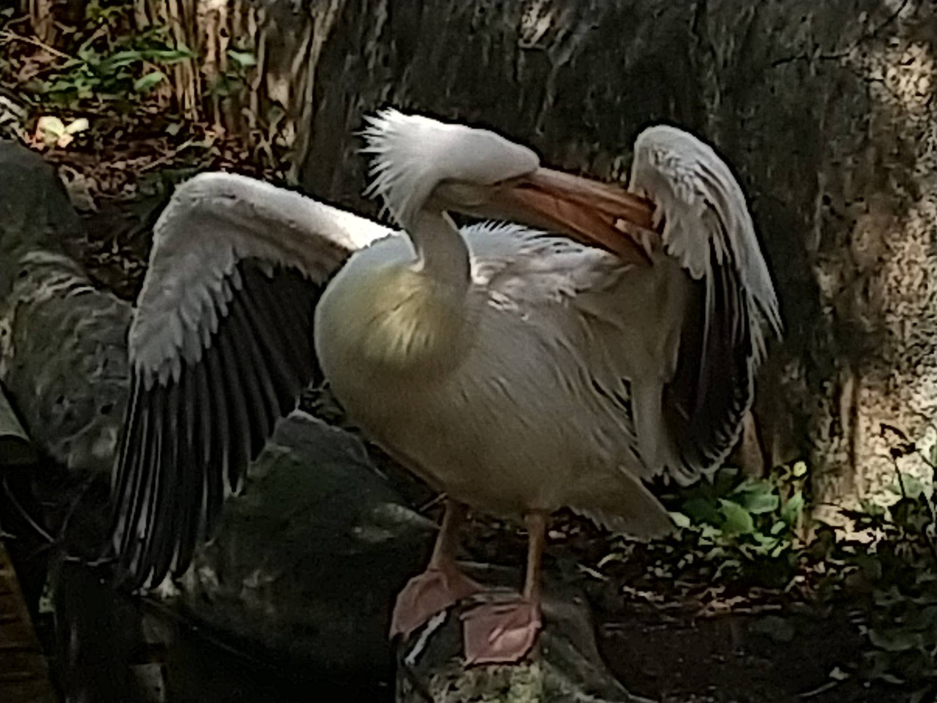 ペリカン羽繕い④.jpg