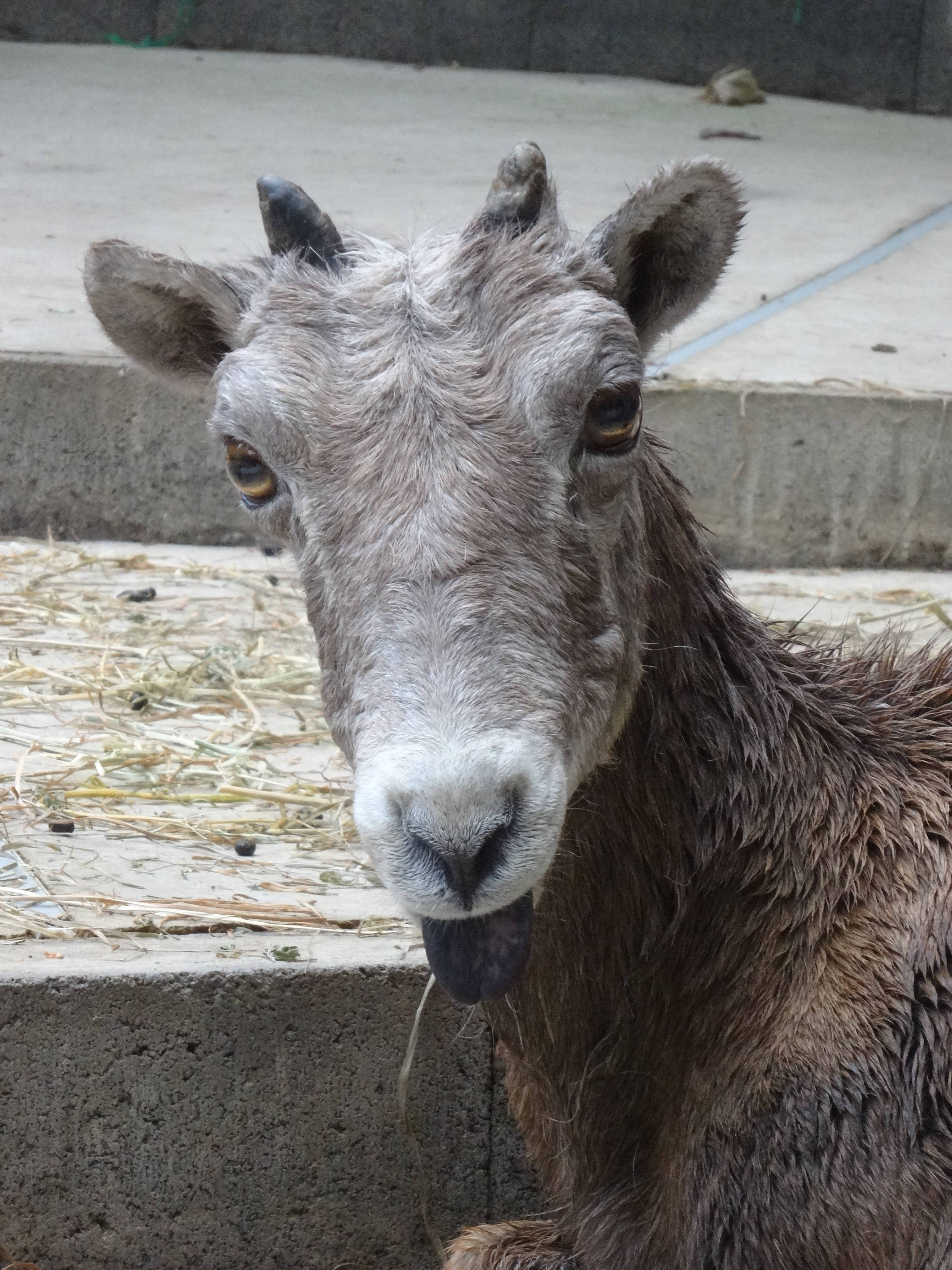 5月生まれが多い理由 オオツノヒツジの誕生日の秘密 こぼれ話 金沢動物園公式サイト 公益財団法人 横浜市緑の協会 5月生まれが多い理由 オオツノヒツジの誕生日の秘密 こぼれ話 金沢動物園公式サイト 公益財団法人 横浜市緑の協会