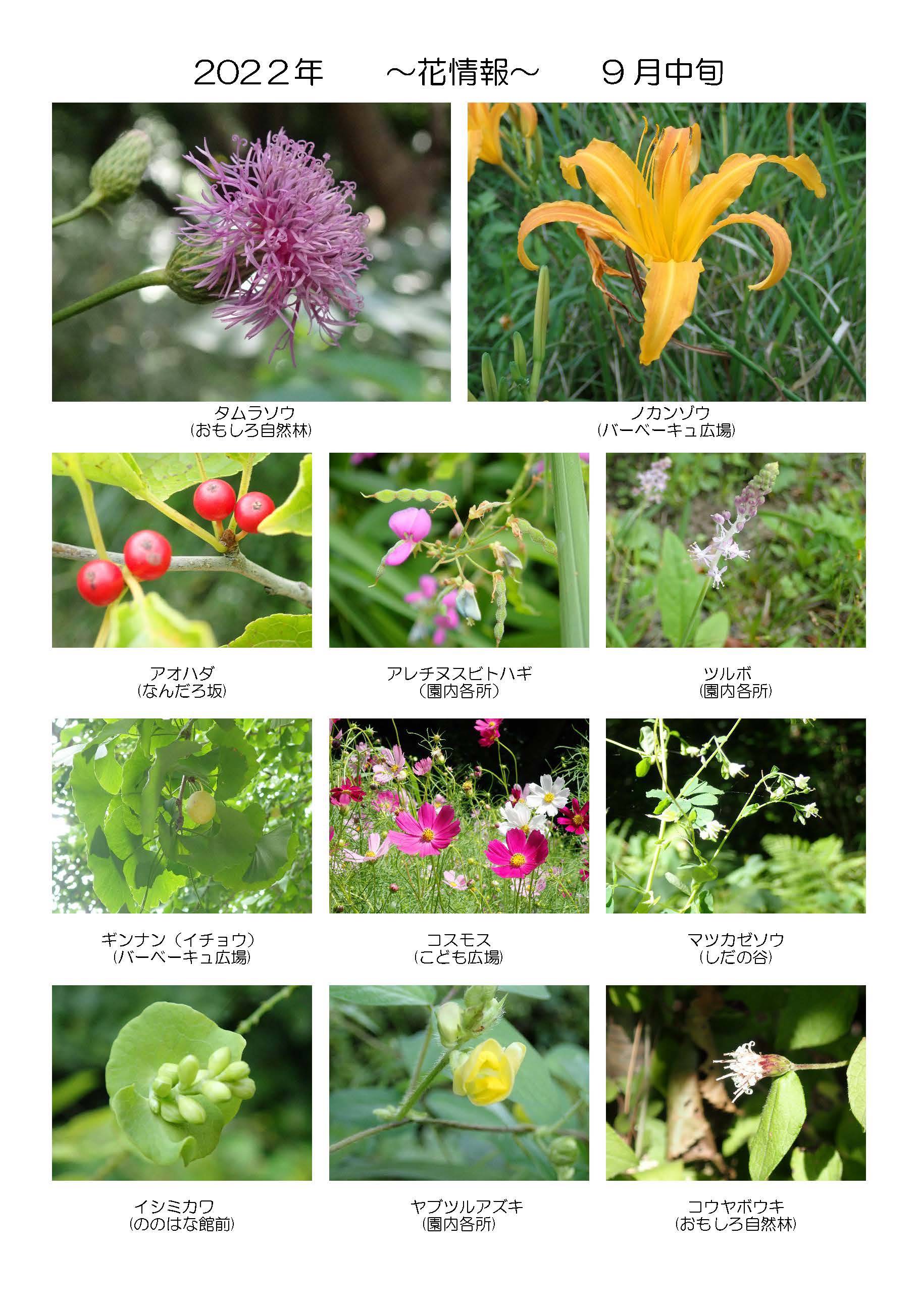 季節の花情報 9月中旬 イベント 講座 教室情報 金沢動物園公式サイト 公益財団法人 横浜市緑の協会 季節の花情報 9月中旬 イベント 講座 教室情報 金沢動物園公式サイト 公益財団法人 横浜市緑の協会