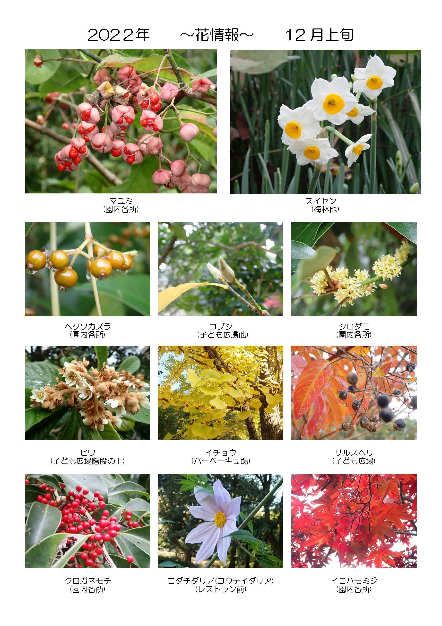 季節の花情報 12月上旬 イベント 講座 教室情報 金沢動物園公式サイト 公益財団法人 横浜市緑の協会