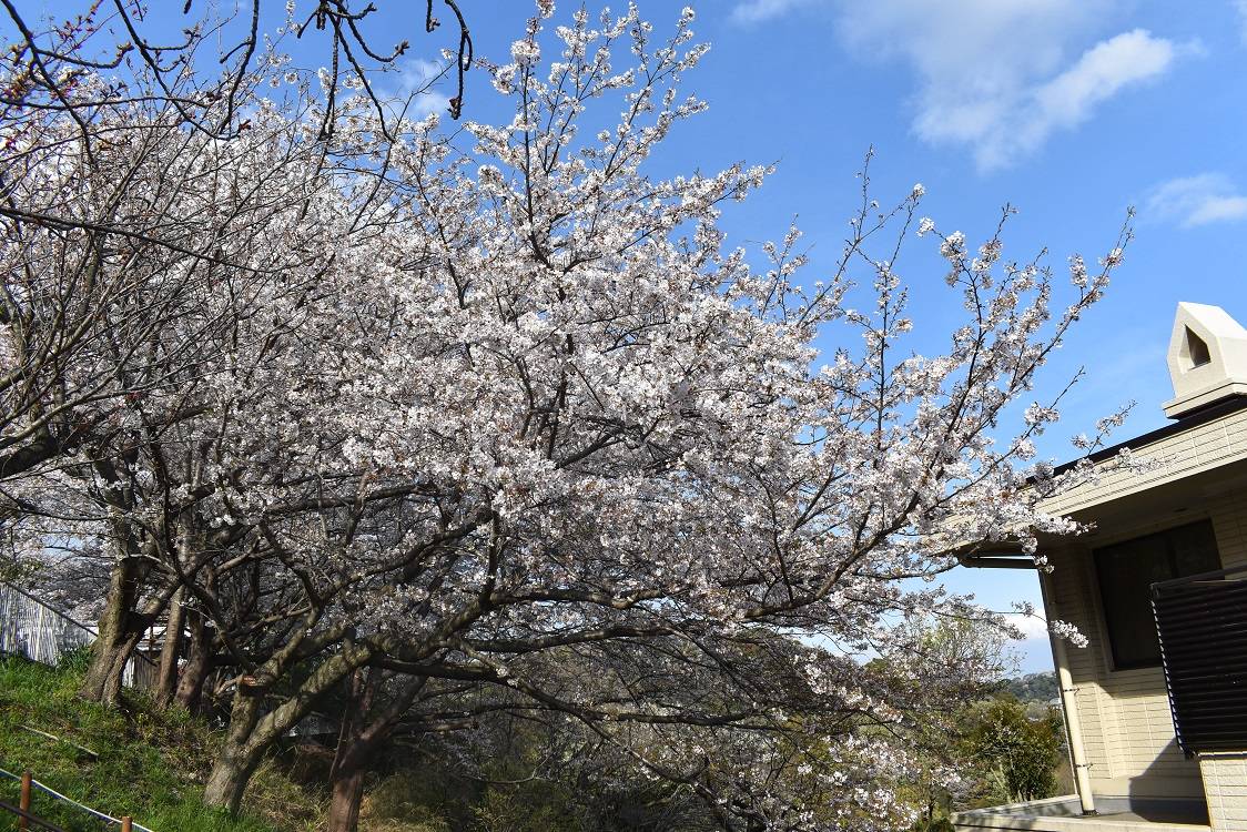 ソメイヨシノ20230330-1.jpg