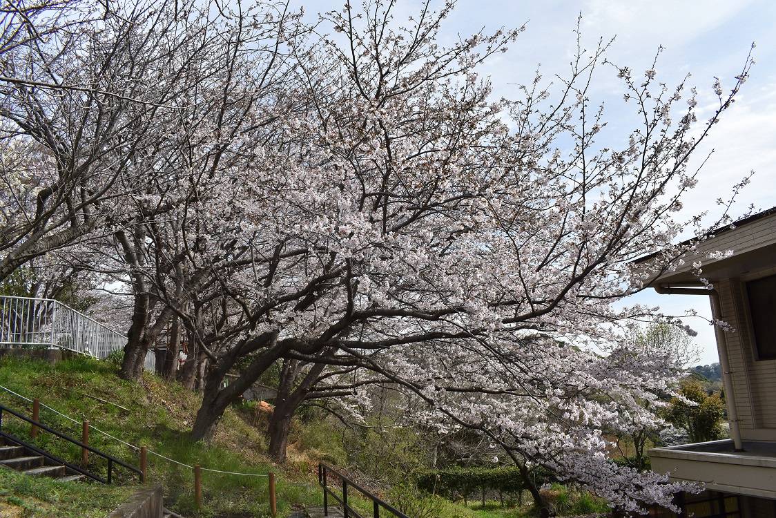 ソメイヨシノ20230324-1.jpg
