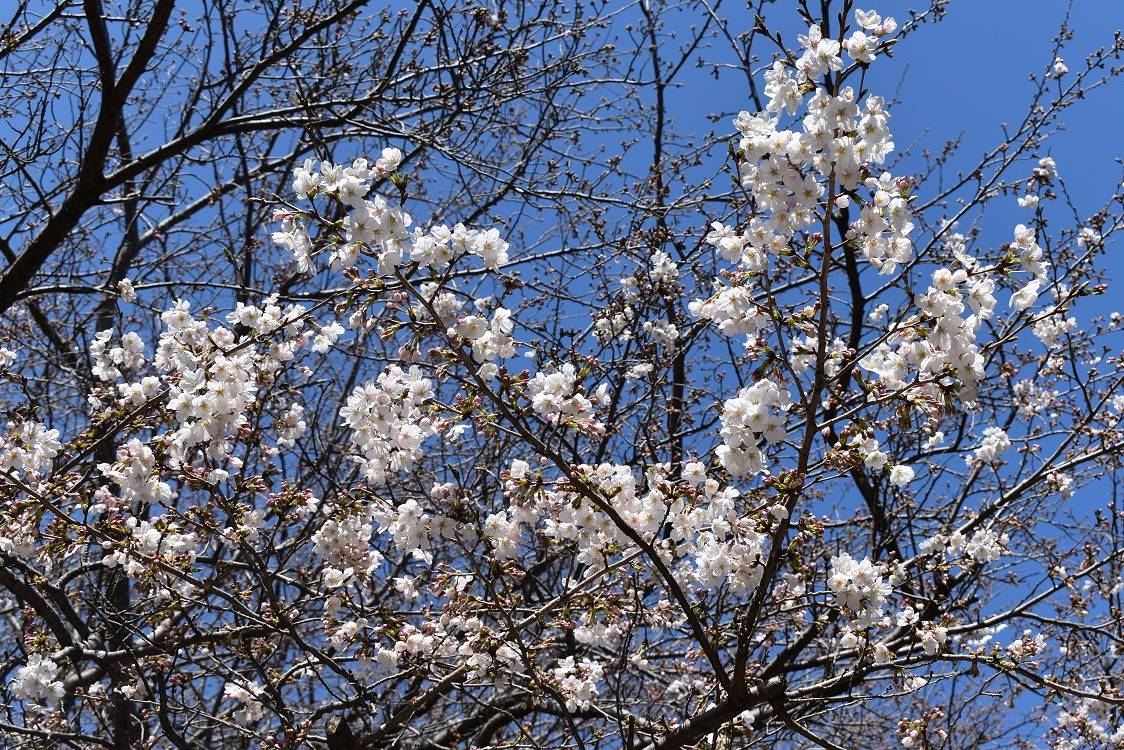 ソメイヨシノ20230320-2.jpg