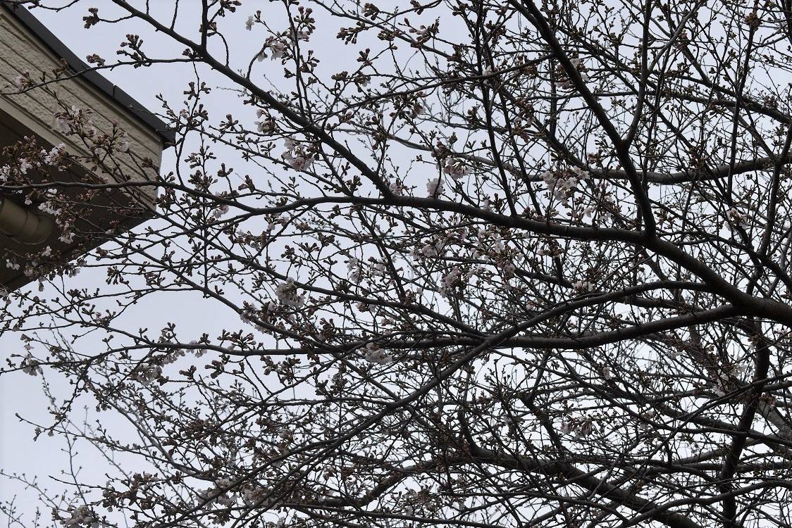 ソメイヨシノ20230317-2.jpg