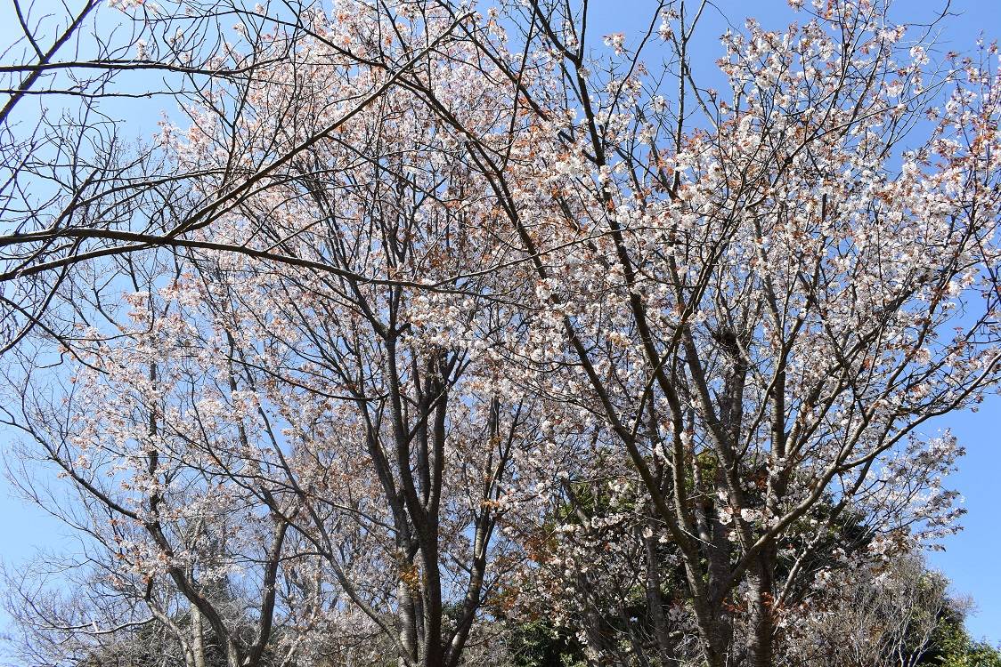 オオヤマザクラ.jpg