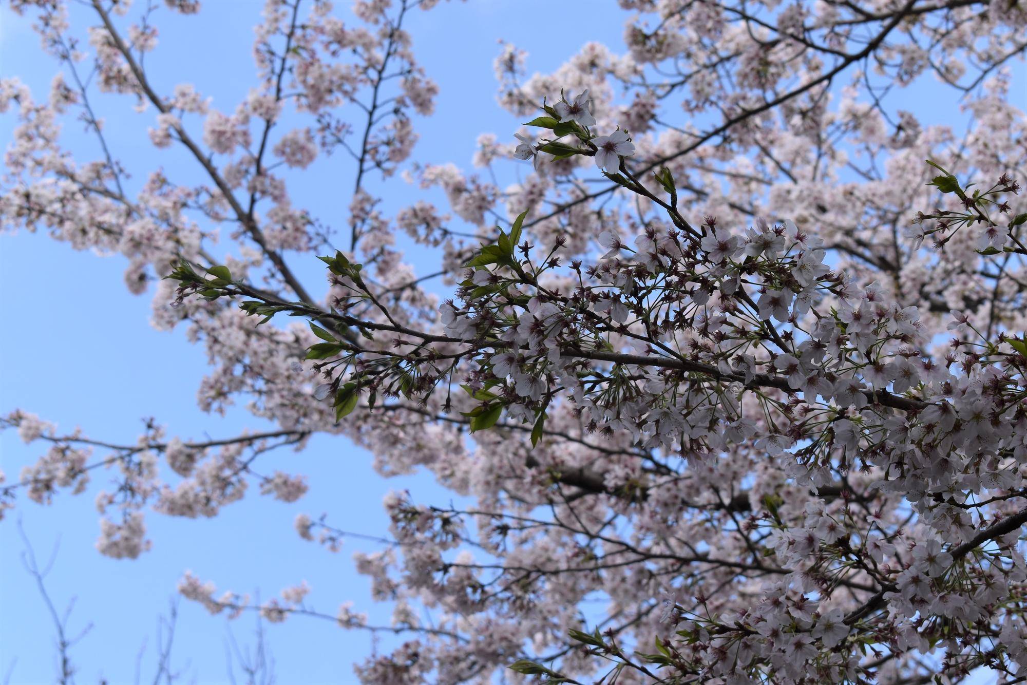 ソメイヨシノ20230329-3.jpg