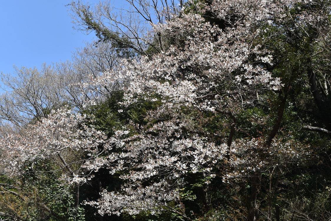 ソメイヨシノ20230319.jpg