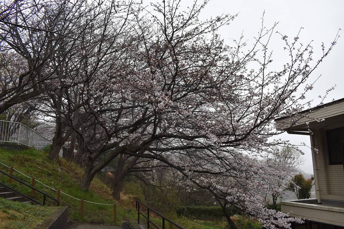 ソメイヨシノ20230323-1.jpg