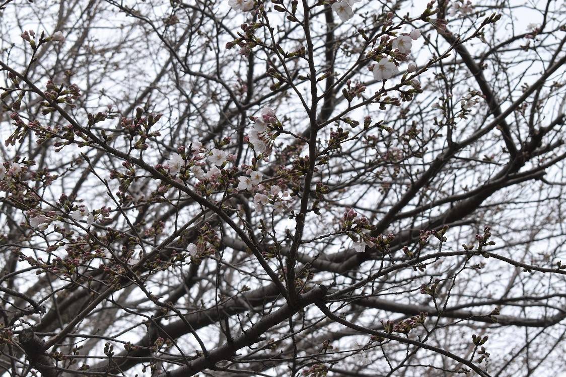 ソメイヨシノ20230317-3.jpg