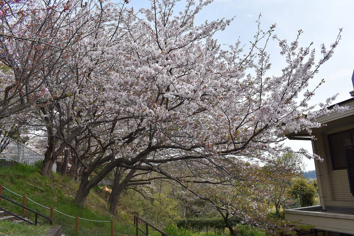 ソメイヨシノ20230402.jpg